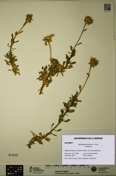 Haplopappus baylahuen [Espécimen: ULS:ULS:0020914]