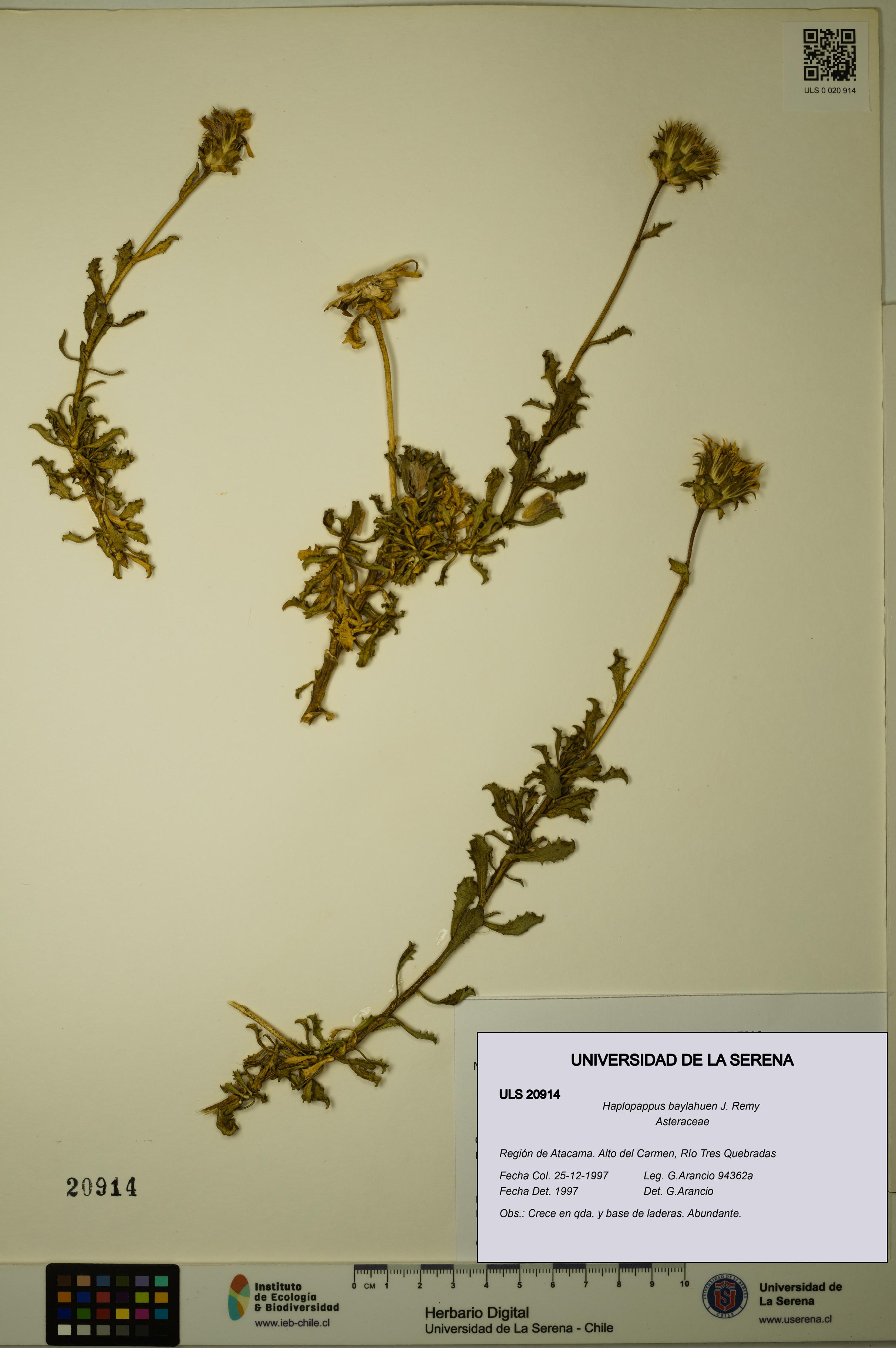 Haplopappus baylahuen [Espécimen: ULS:ULS:0020914]