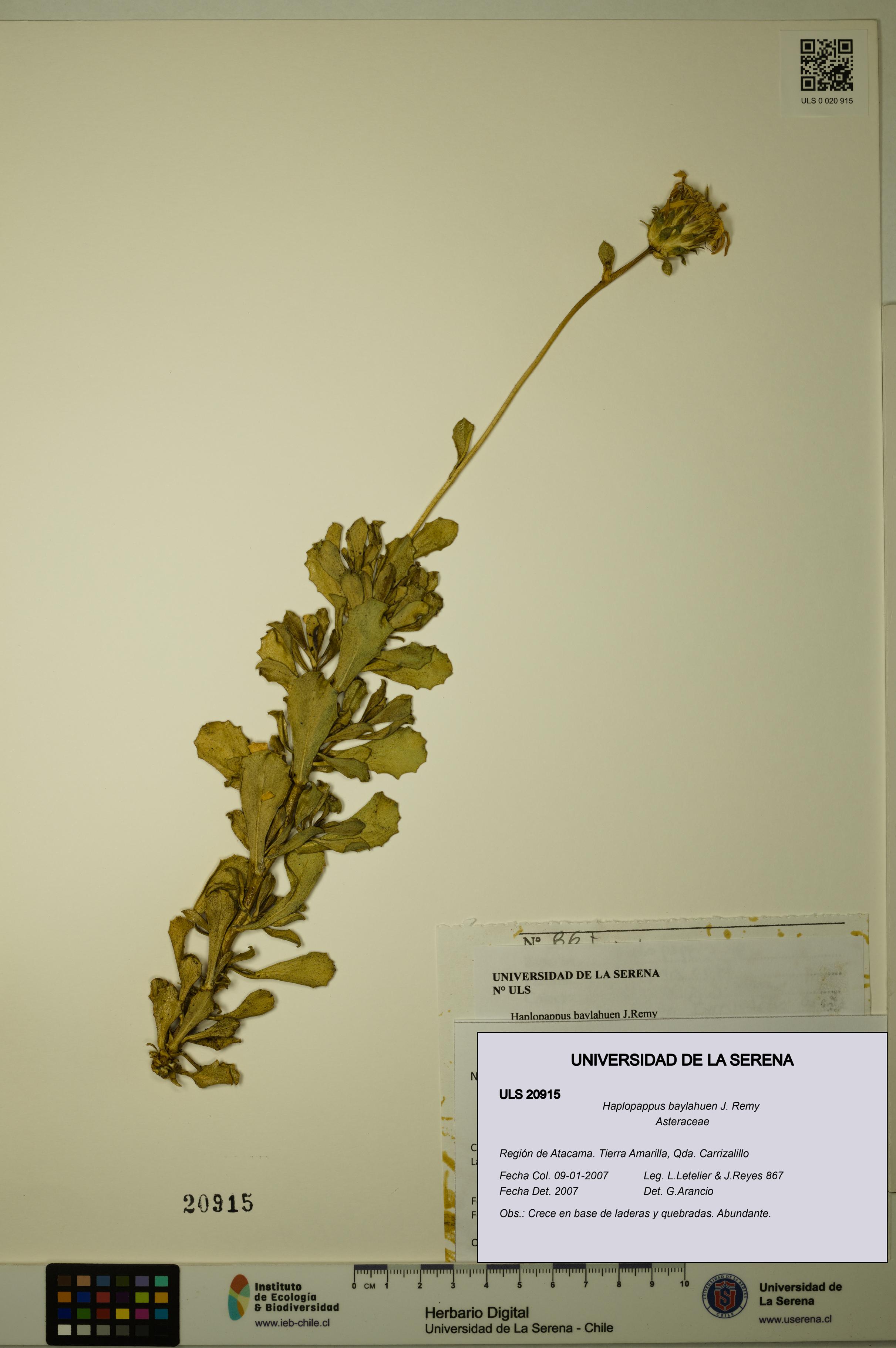 Haplopappus baylahuen [Espécimen: ULS:ULS:0020915]