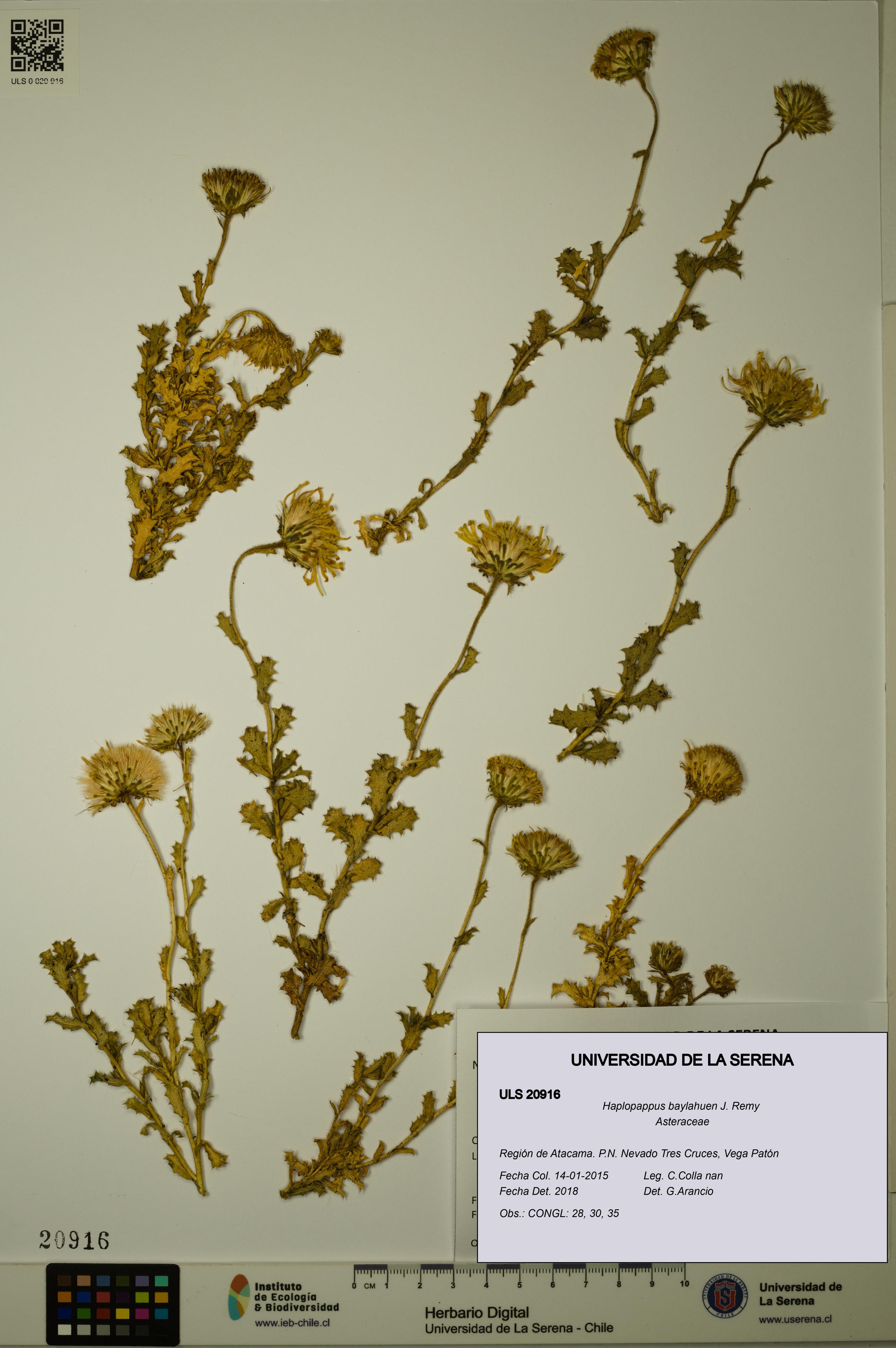 Haplopappus baylahuen [Espécimen: ULS:ULS:0020916]