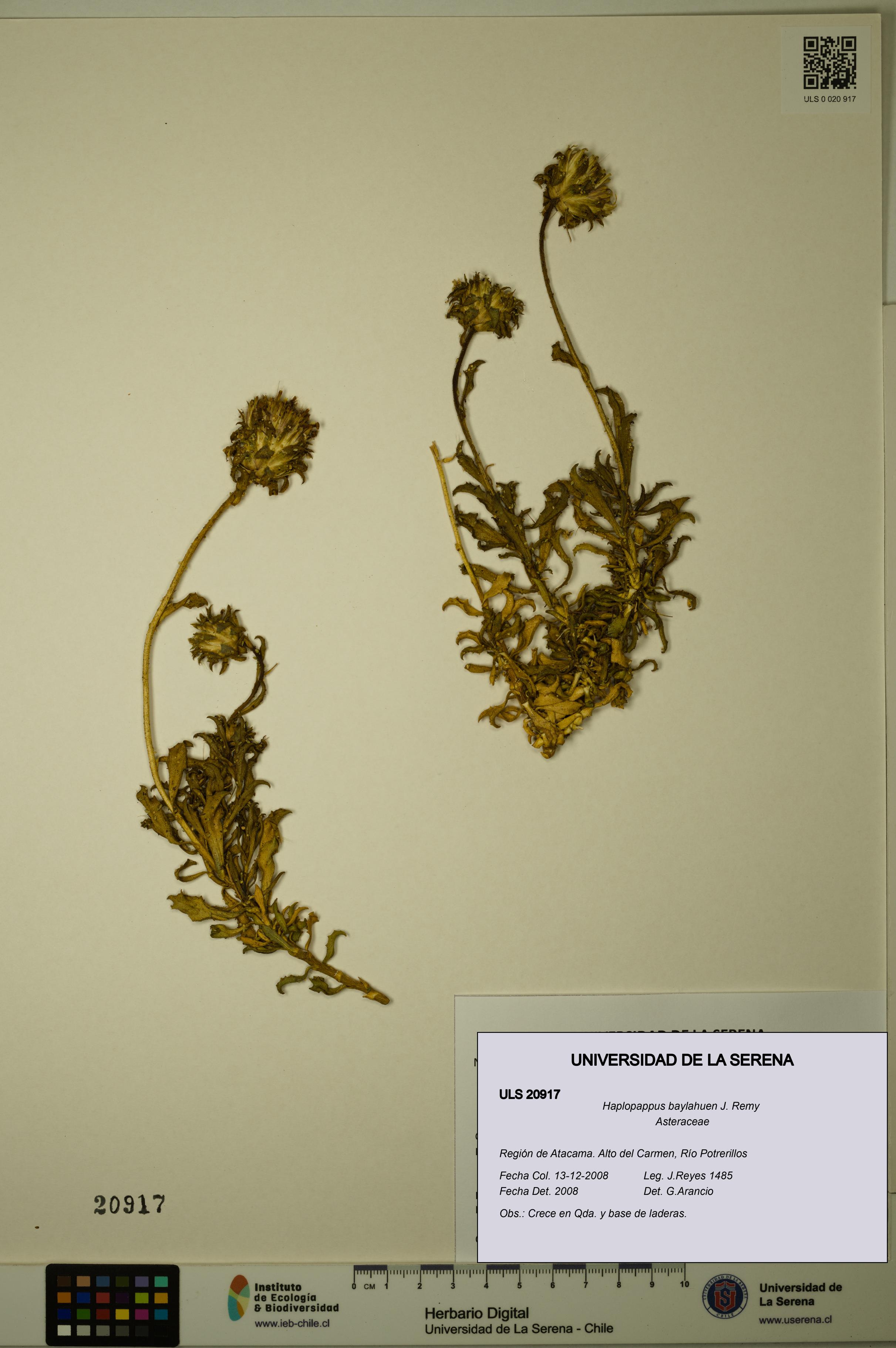 Haplopappus baylahuen [Espécimen: ULS:ULS:0020917]