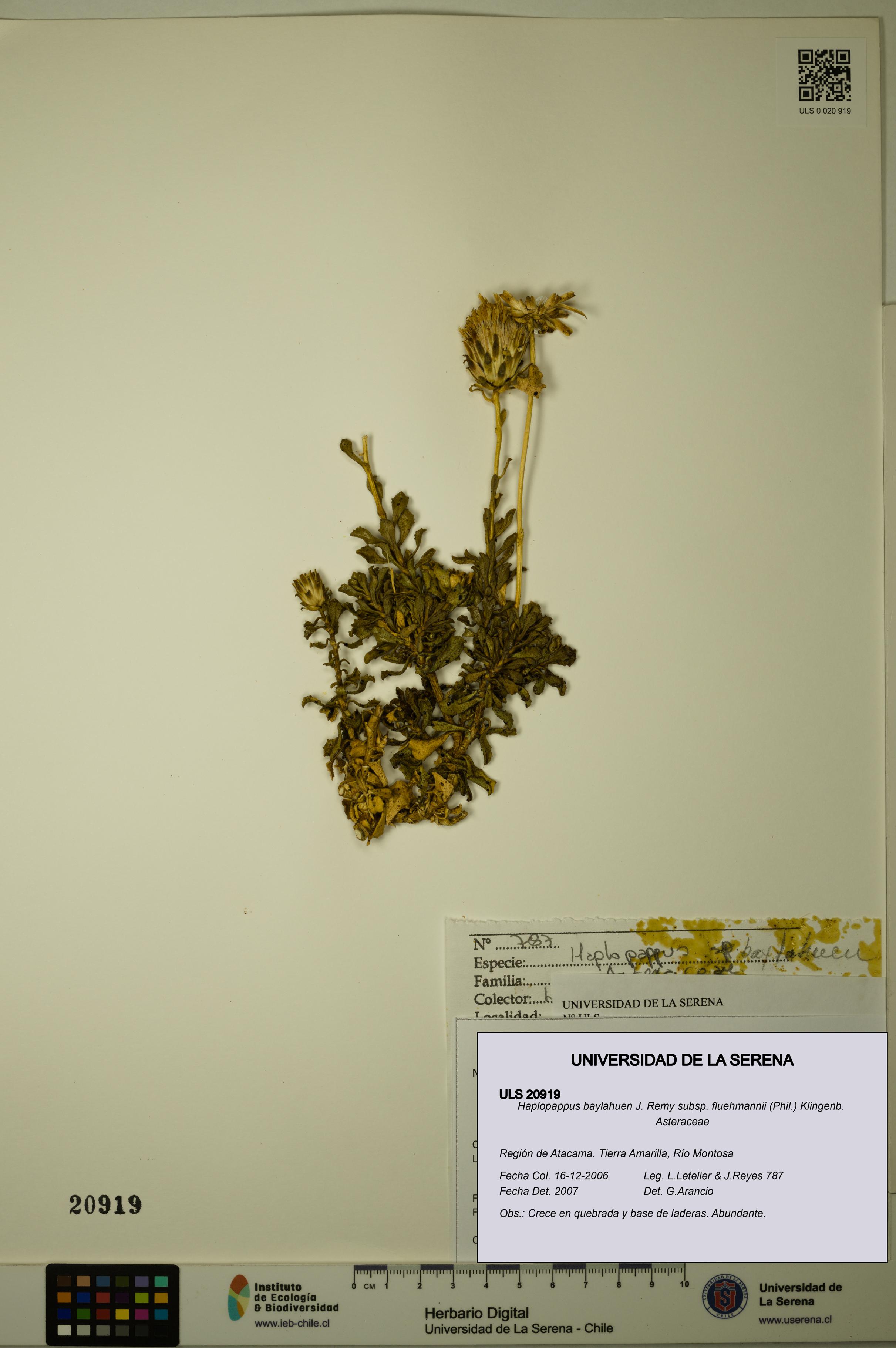 Haplopappus baylahuen subsp. fluehmannii [Espécimen: ULS:ULS:0020919]