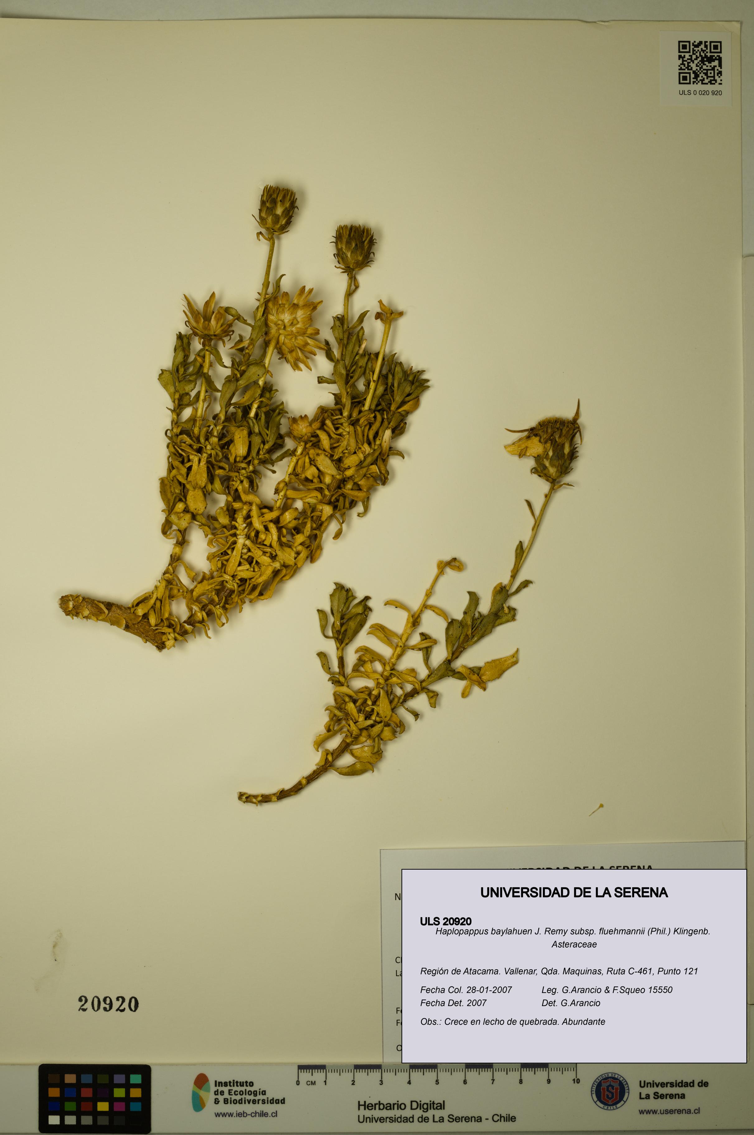 Haplopappus baylahuen subsp. fluehmannii [Espécimen: ULS:ULS:0020920]