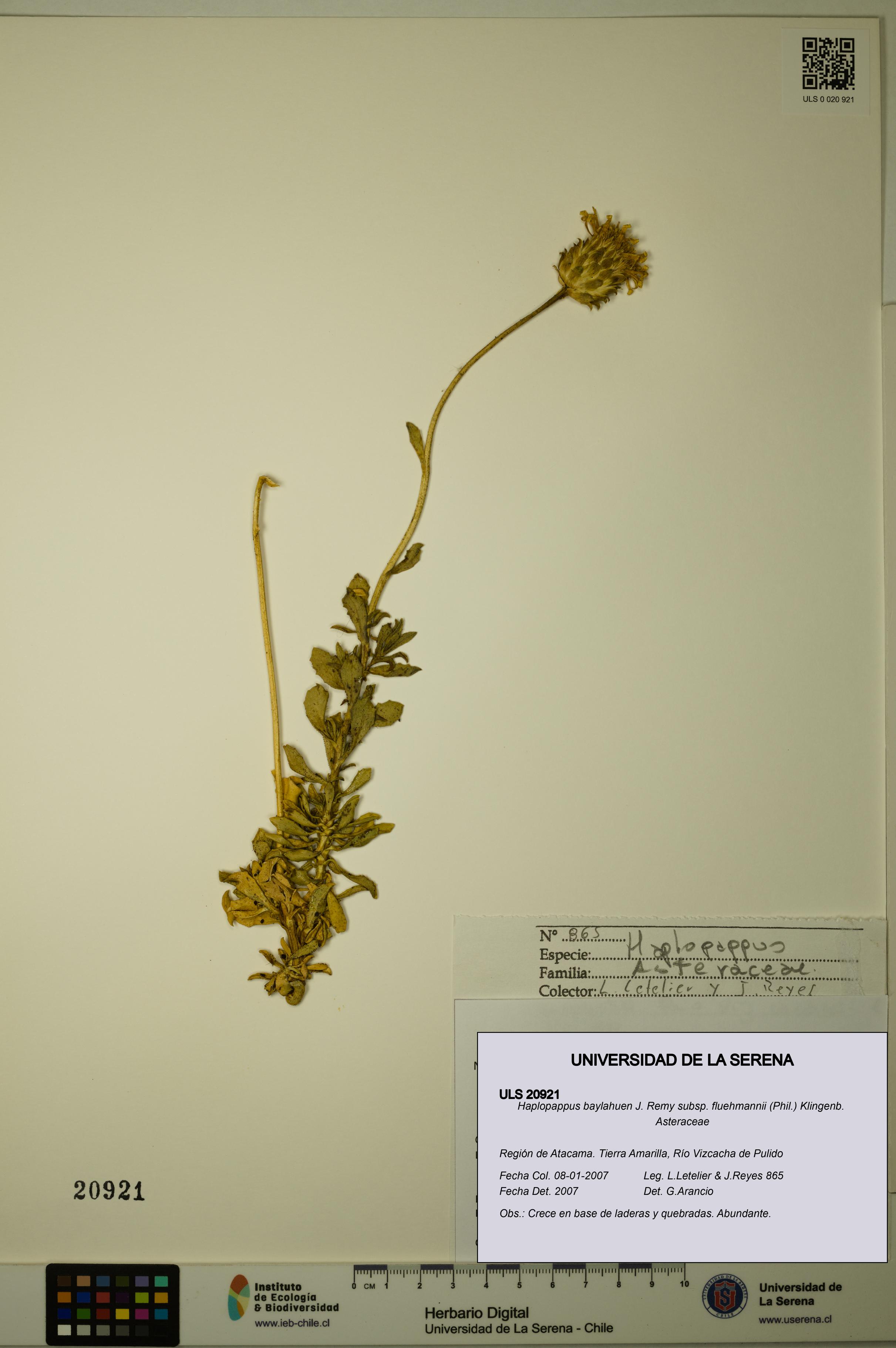 Haplopappus baylahuen subsp. fluehmannii [Espécimen: ULS:ULS:0020921]