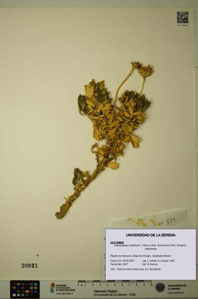Haplopappus baylahuen subsp. fluehmannii [Espécimen: ULS:ULS:0020922]