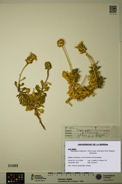 Haplopappus baylahuen subsp. fluehmannii [Espécimen: ULS:ULS:0020923]