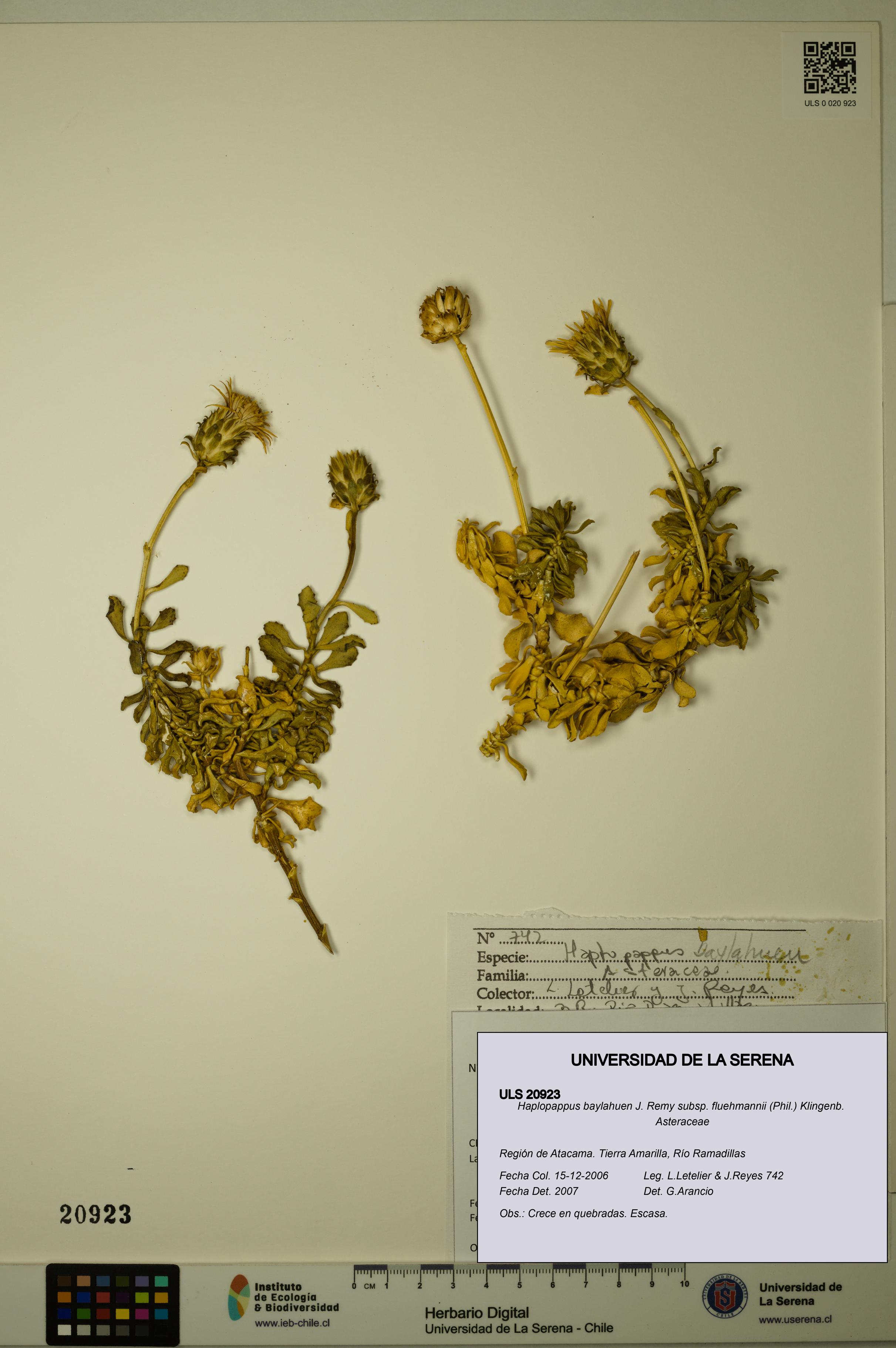 Haplopappus baylahuen subsp. fluehmannii [Espécimen: ULS:ULS:0020923]