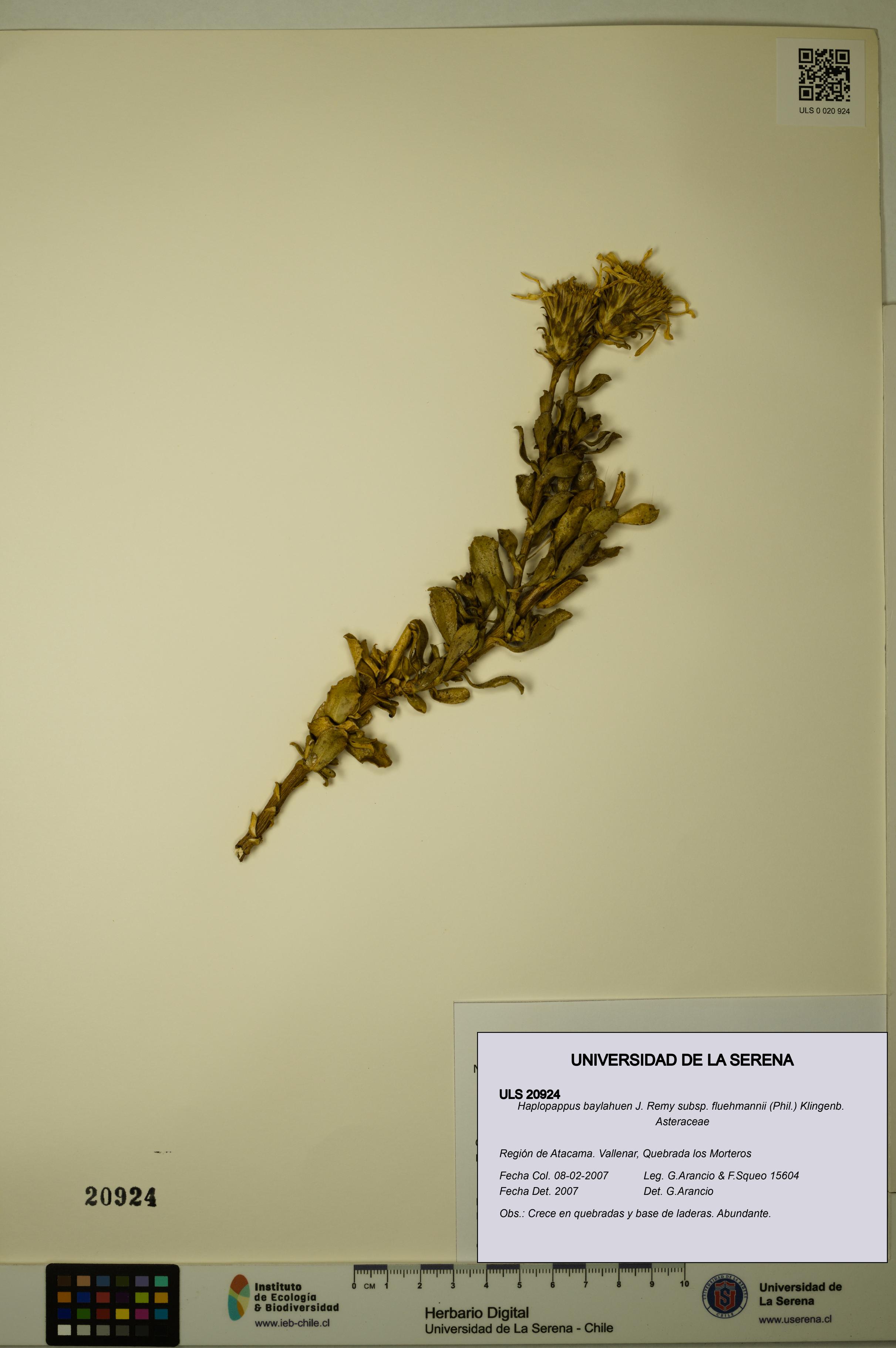 Haplopappus baylahuen subsp. fluehmannii [Espécimen: ULS:ULS:0020924]