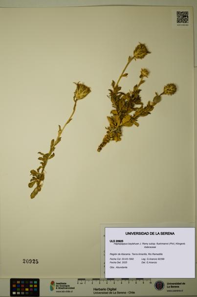 Haplopappus baylahuen subsp. fluehmannii [Espécimen: ULS:ULS:0020925]