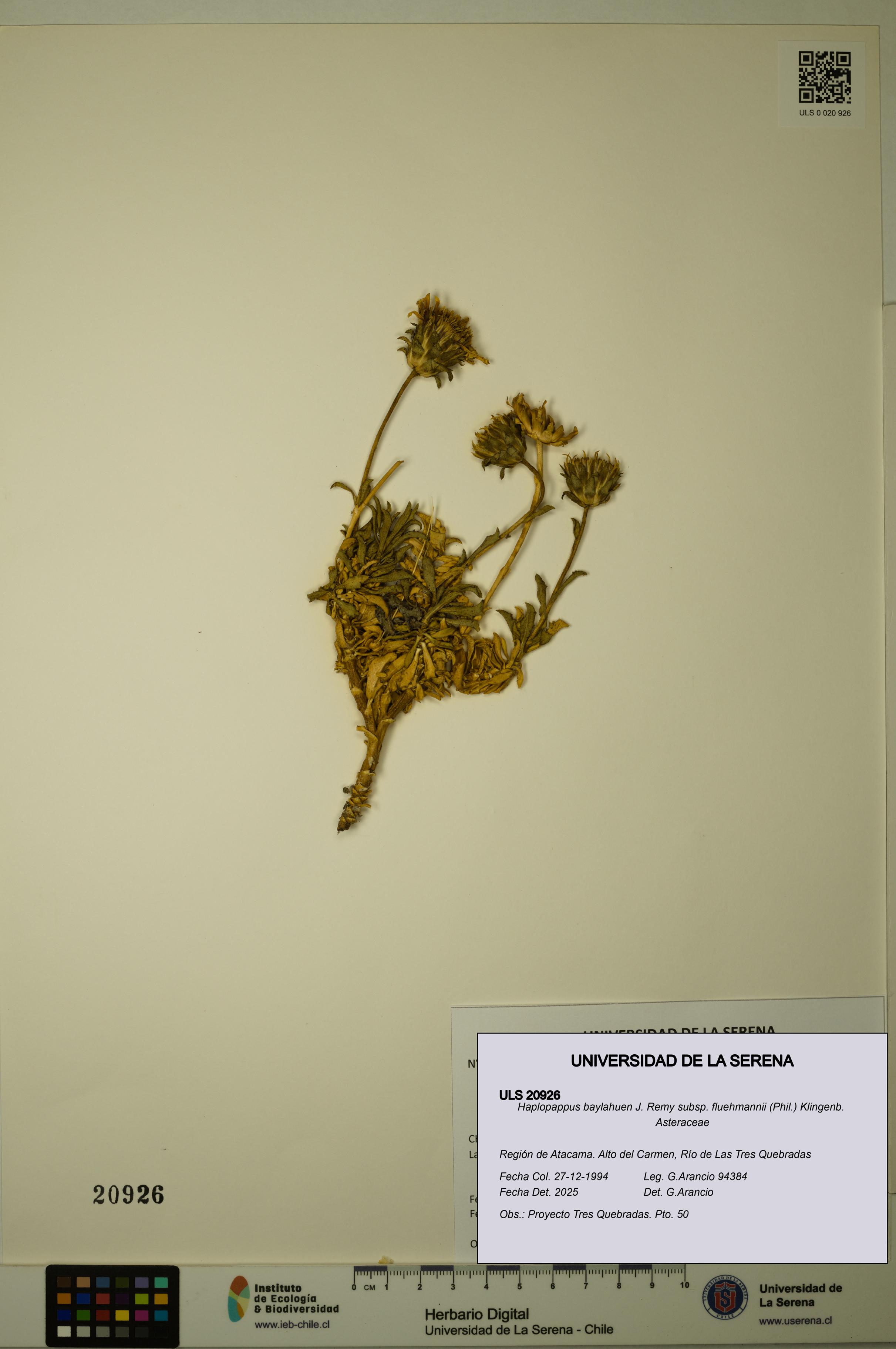 Haplopappus baylahuen subsp. fluehmannii [Espécimen: ULS:ULS:0020926]