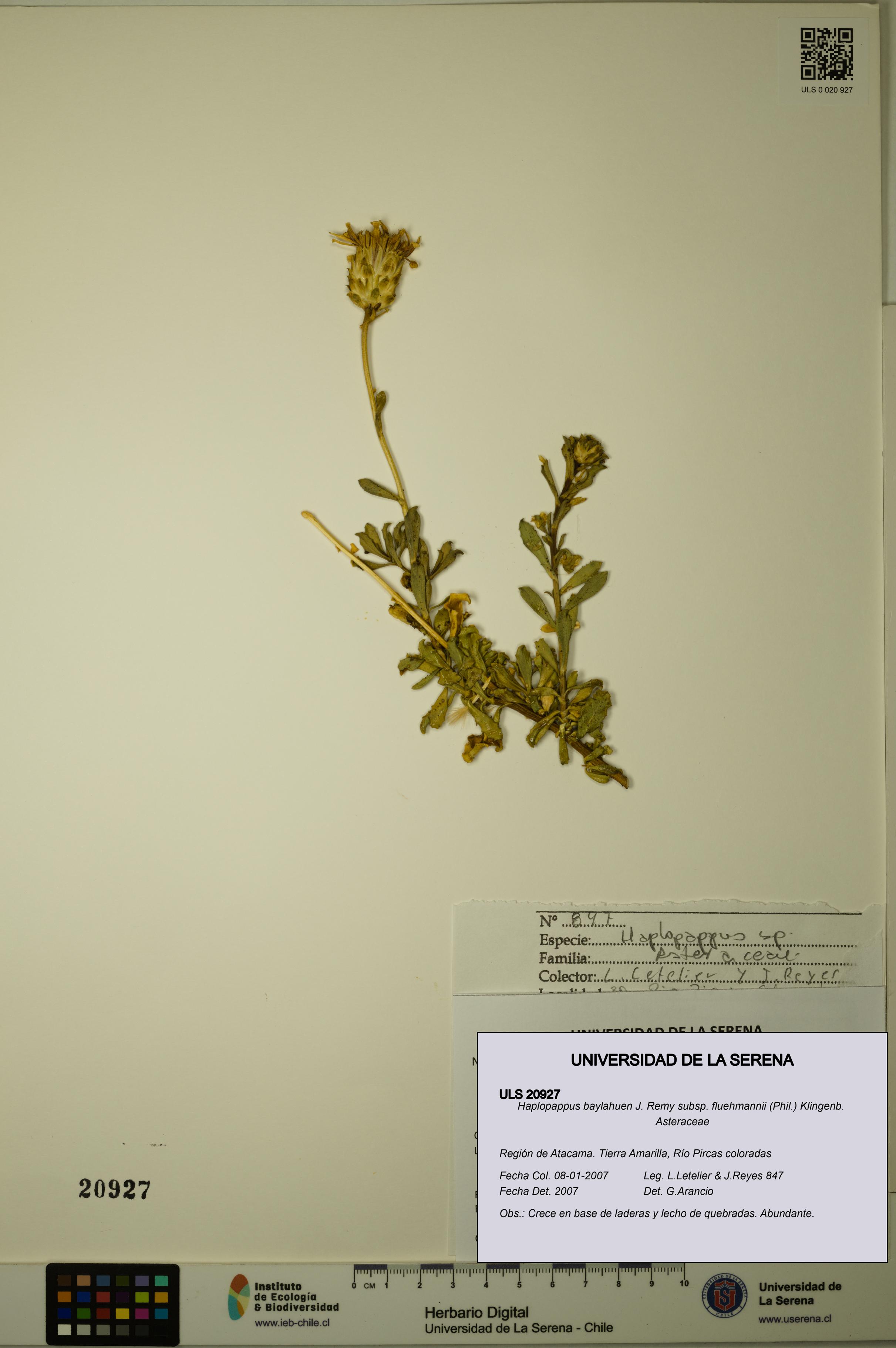 Haplopappus baylahuen subsp. fluehmannii [Espécimen: ULS:ULS:0020927]