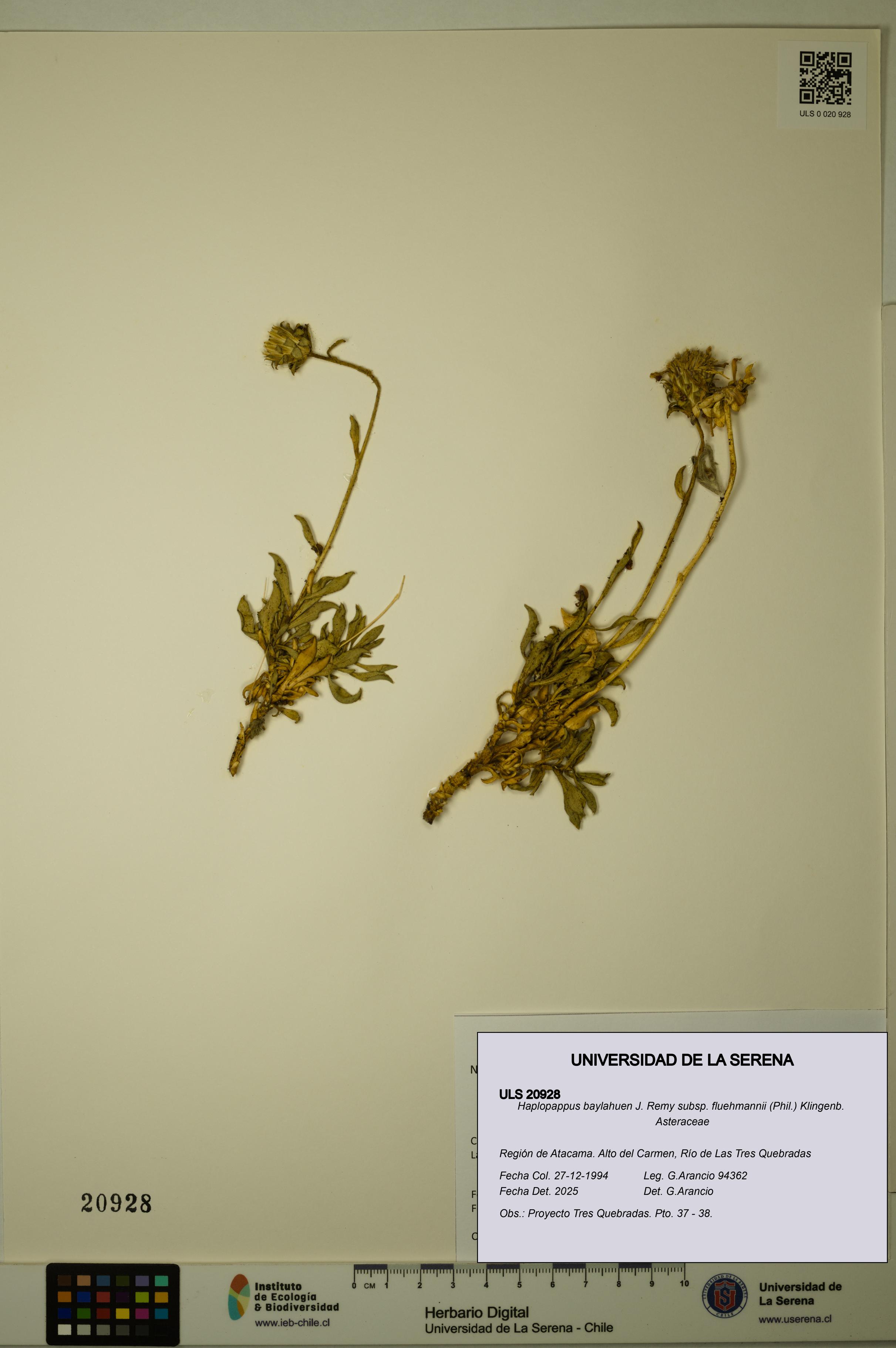 Haplopappus baylahuen subsp. fluehmannii [Espécimen: ULS:ULS:0020928]