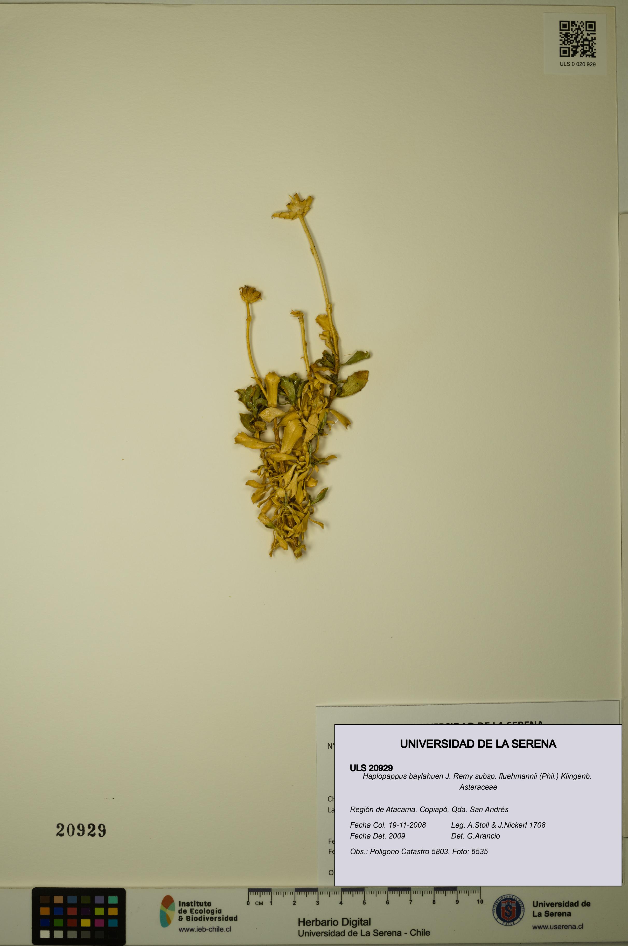 Haplopappus baylahuen subsp. fluehmannii [Espécimen: ULS:ULS:0020929]