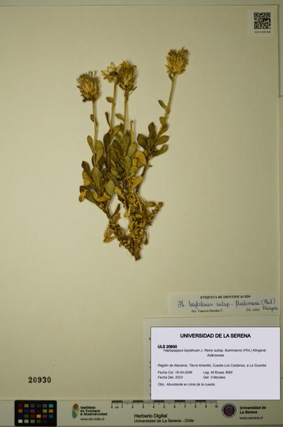 Haplopappus baylahuen subsp. fluehmannii [Espécimen: ULS:ULS:0020930]