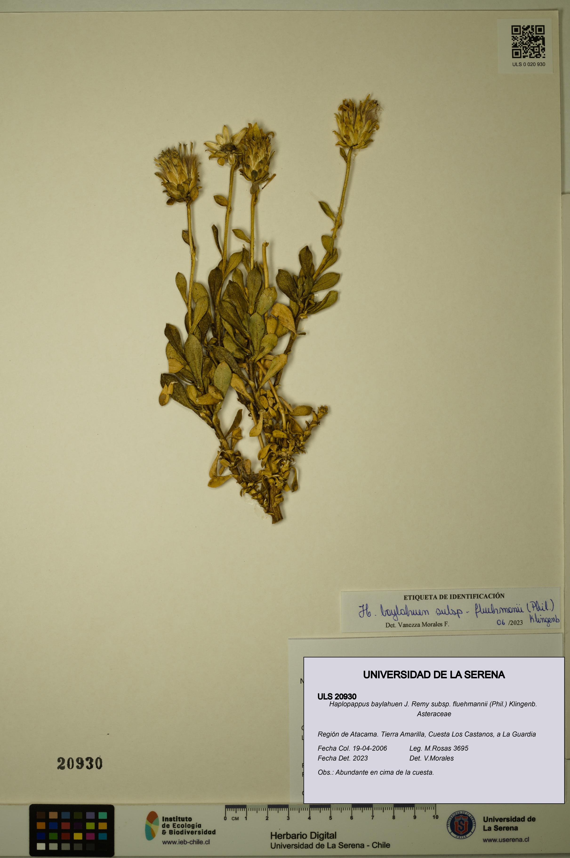 Haplopappus baylahuen subsp. fluehmannii [Espécimen: ULS:ULS:0020930]