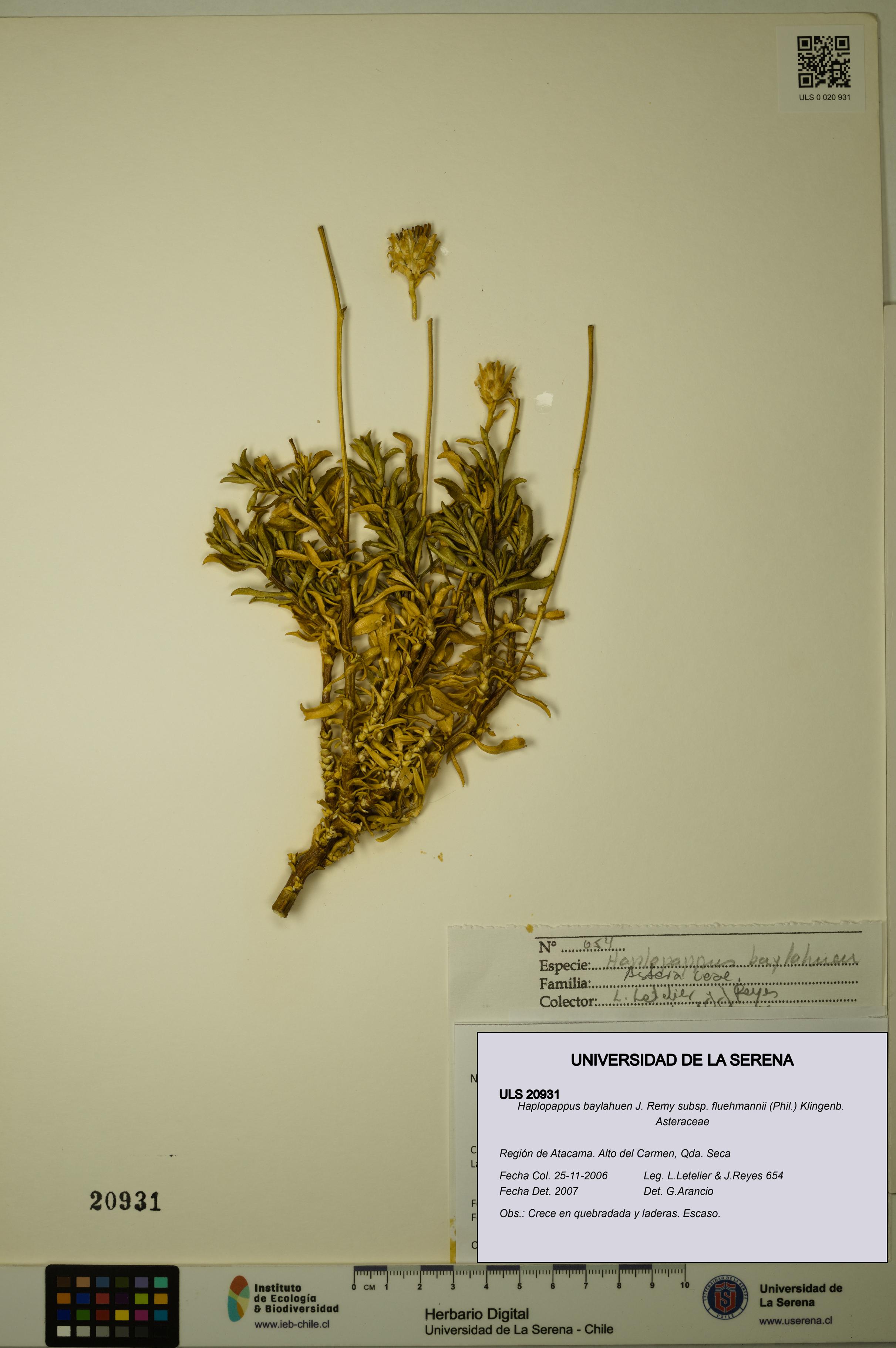 Haplopappus baylahuen subsp. fluehmannii [Espécimen: ULS:ULS:0020931]