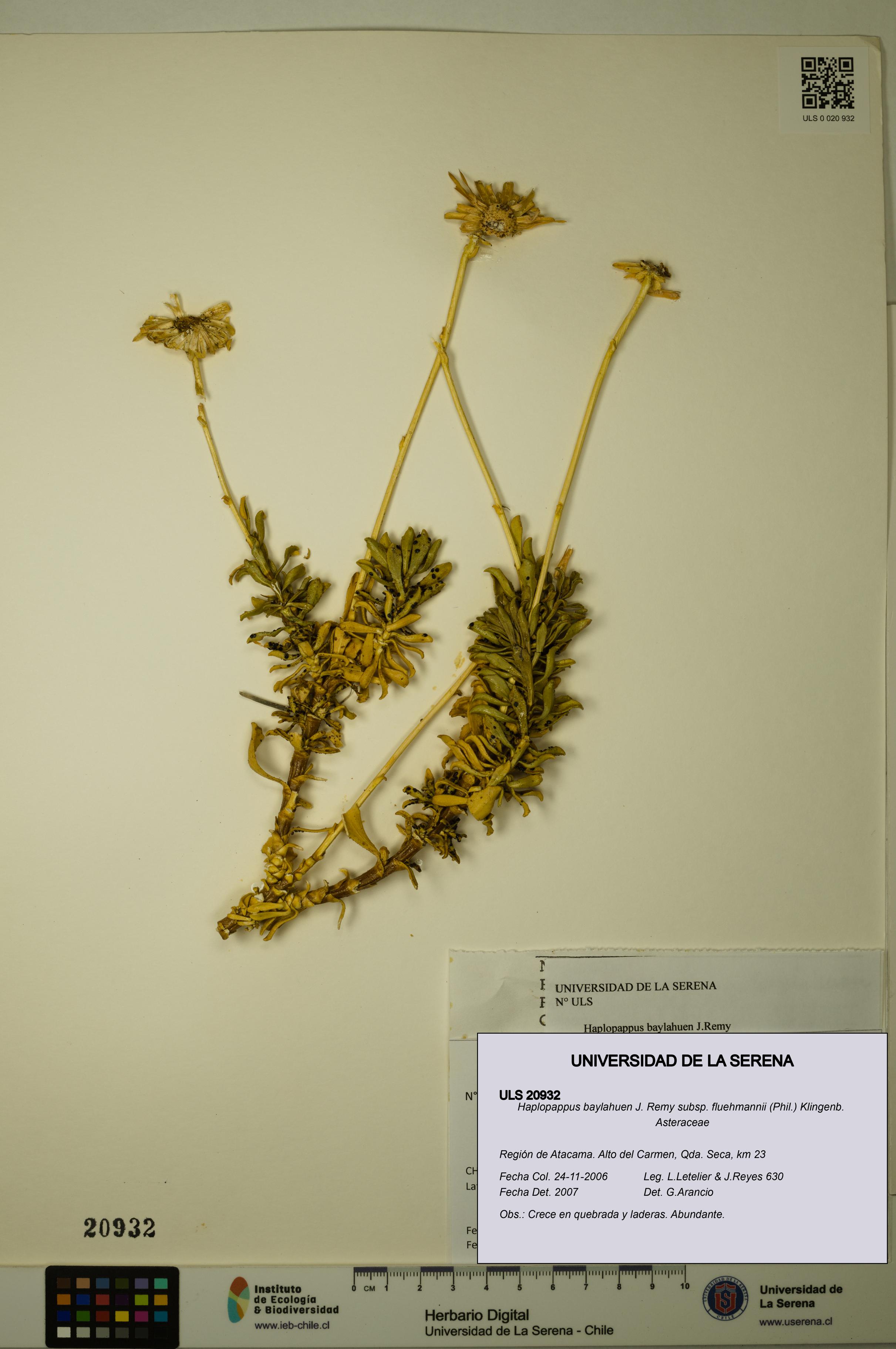 Haplopappus baylahuen subsp. fluehmannii [Espécimen: ULS:ULS:0020932]