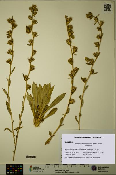 Haplopappus bezanillanus [Espécimen: ULS:ULS:0020933]