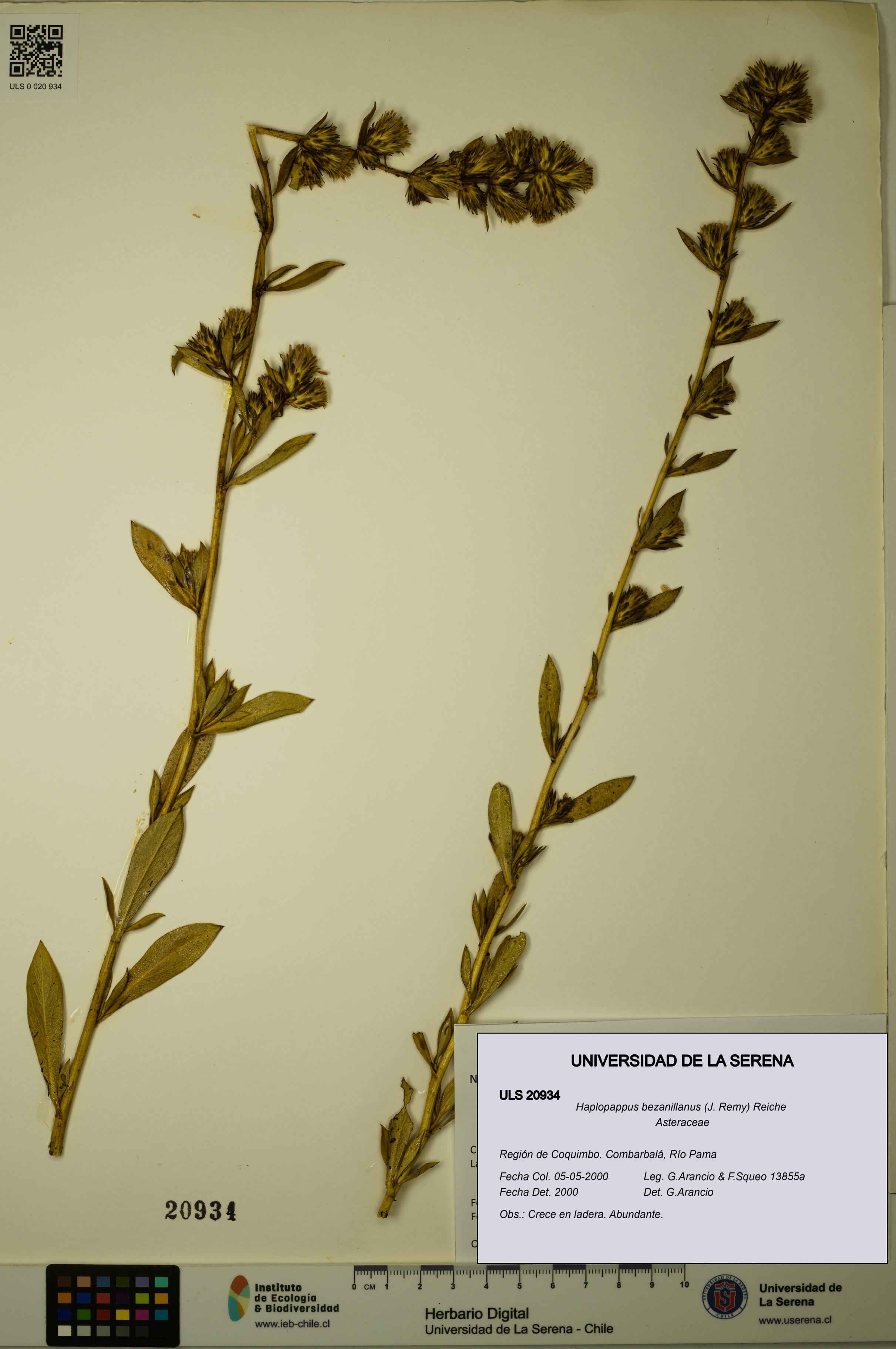 Haplopappus bezanillanus [Espécimen: ULS:ULS:0020934]