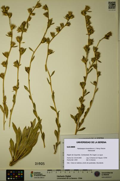 Haplopappus bezanillanus [Espécimen: ULS:ULS:0020935]