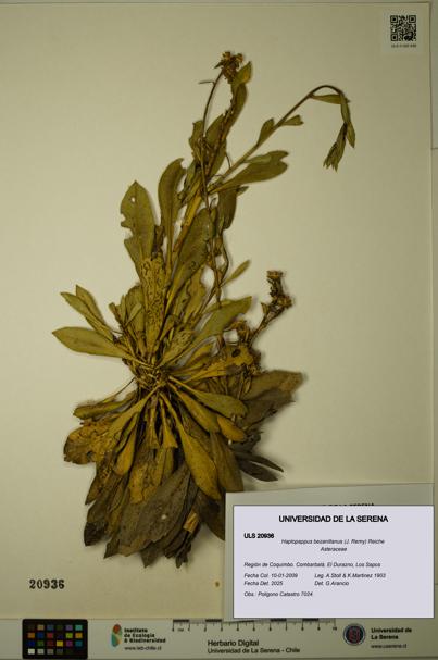 Haplopappus bezanillanus [Espécimen: ULS:ULS:0020936]