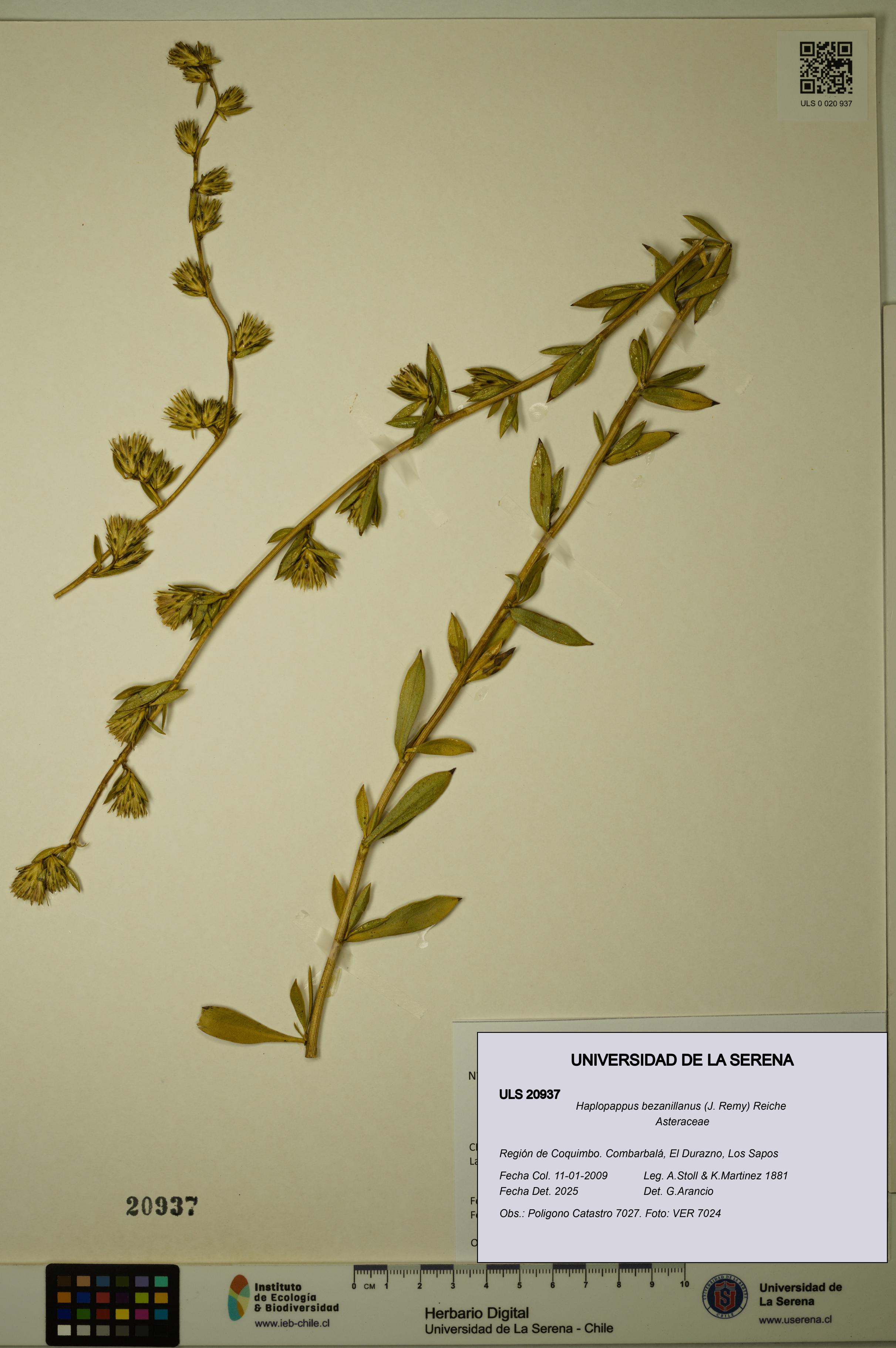 Haplopappus bezanillanus [Espécimen: ULS:ULS:0020937]