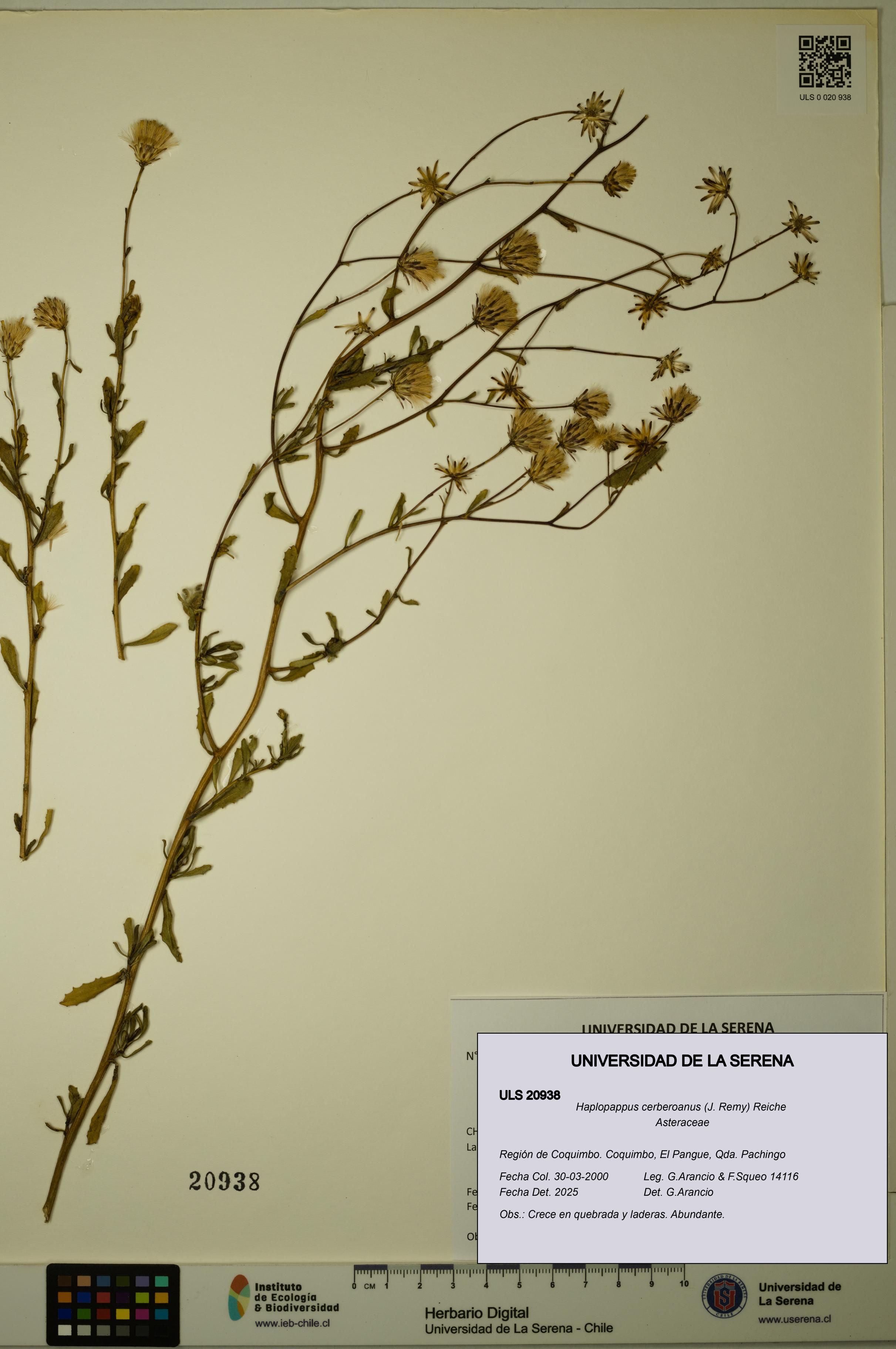 ULS:ULS:0020938