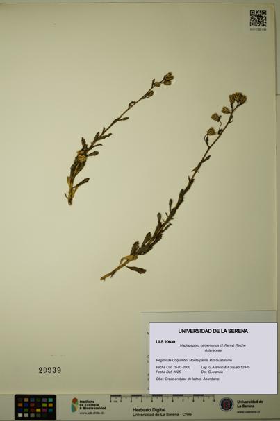 Haplopappus cerberoanus [Espécimen: ULS:ULS:0020939]