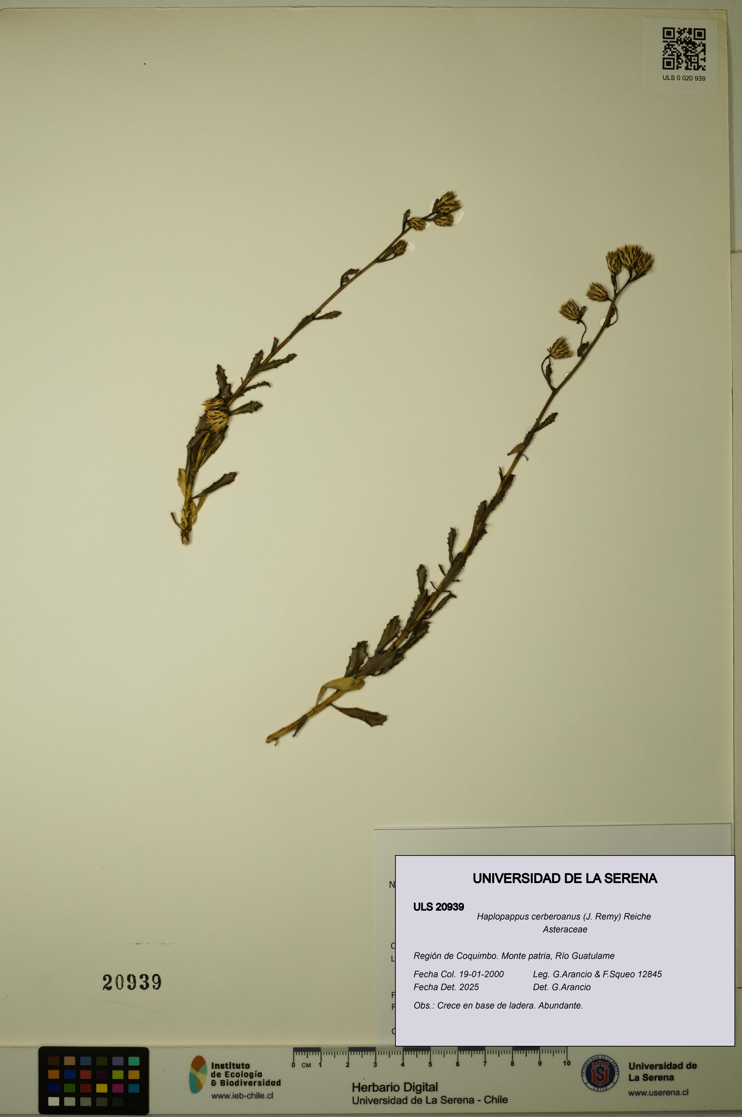 Haplopappus cerberoanus [Espécimen: ULS:ULS:0020939]