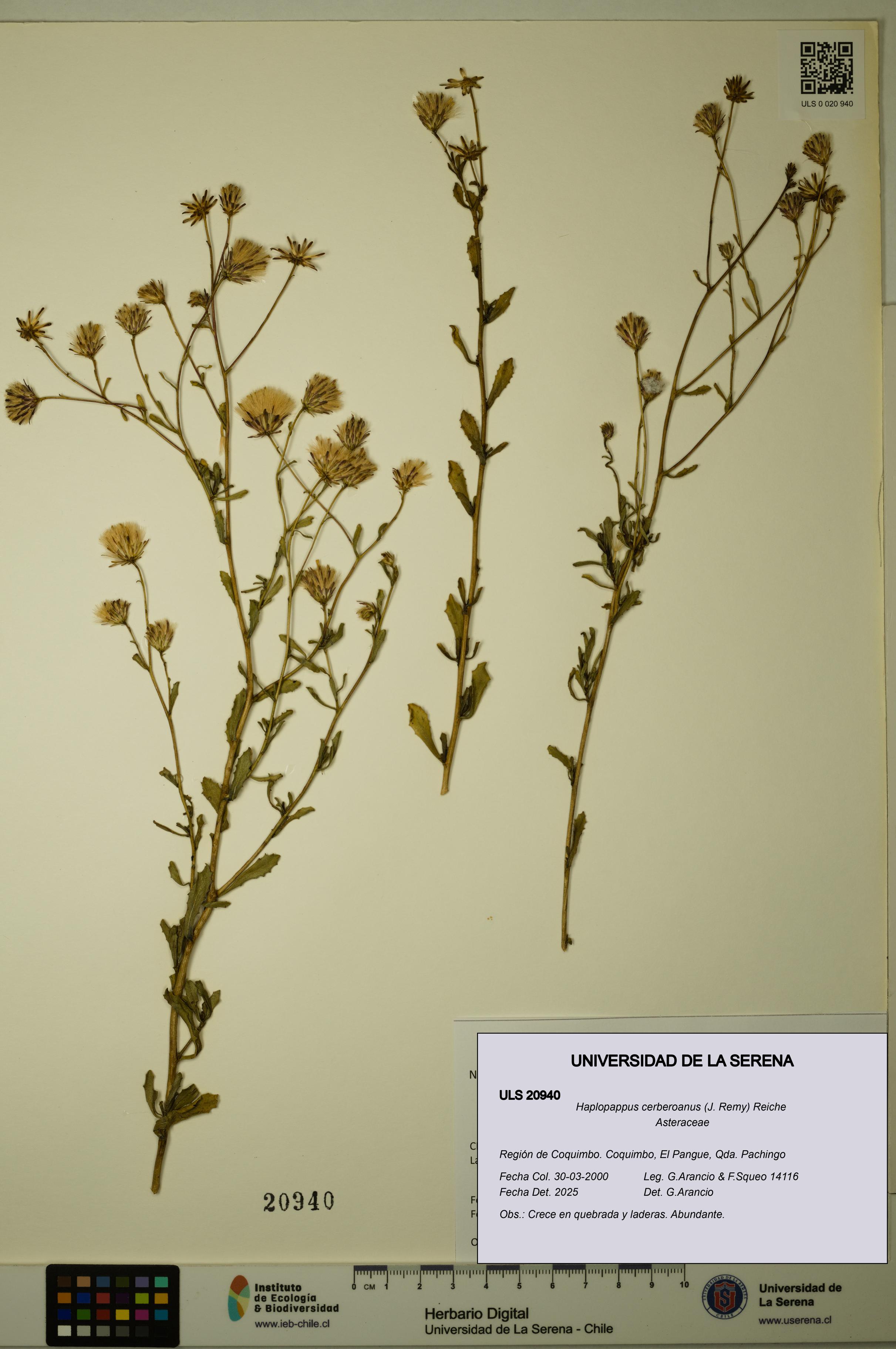 Haplopappus cerberoanus [Espécimen: ULS:ULS:0020940]