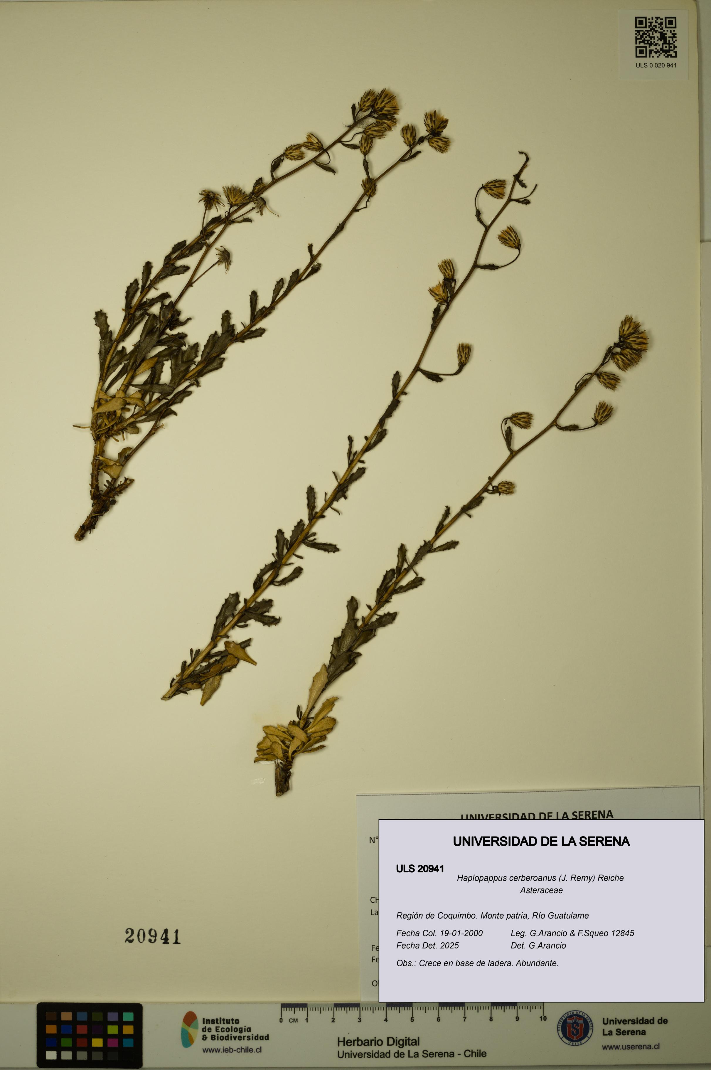 Haplopappus cerberoanus [Espécimen: ULS:ULS:0020941]