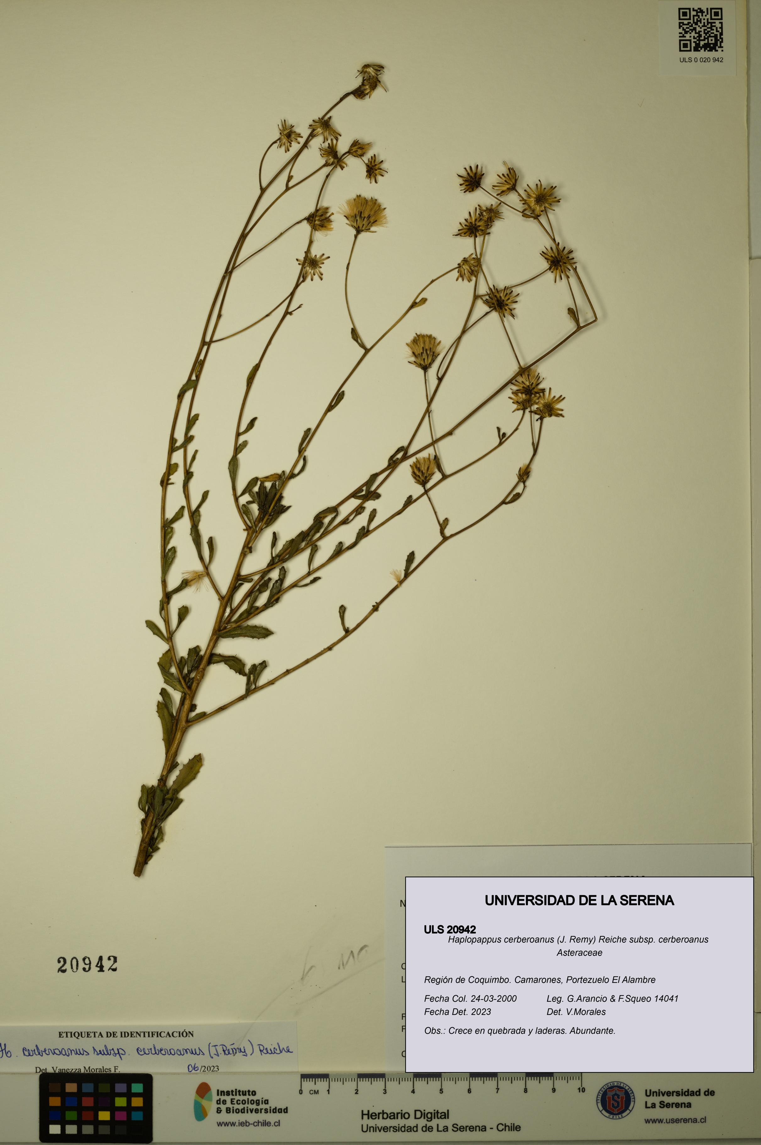 Haplopappus cerberoanus subsp. cerberoanus [Espécimen: ULS:ULS:0020942]