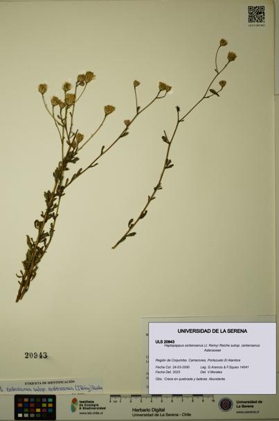 Haplopappus cerberoanus subsp. cerberoanus [Espécimen: ULS:ULS:0020943]
