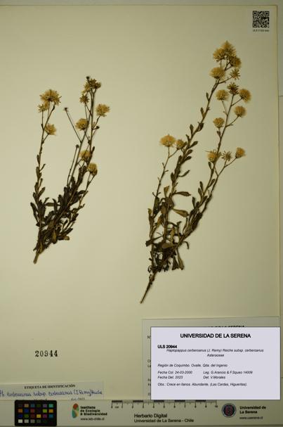 Haplopappus cerberoanus subsp. cerberoanus [Espécimen: ULS:ULS:0020944]