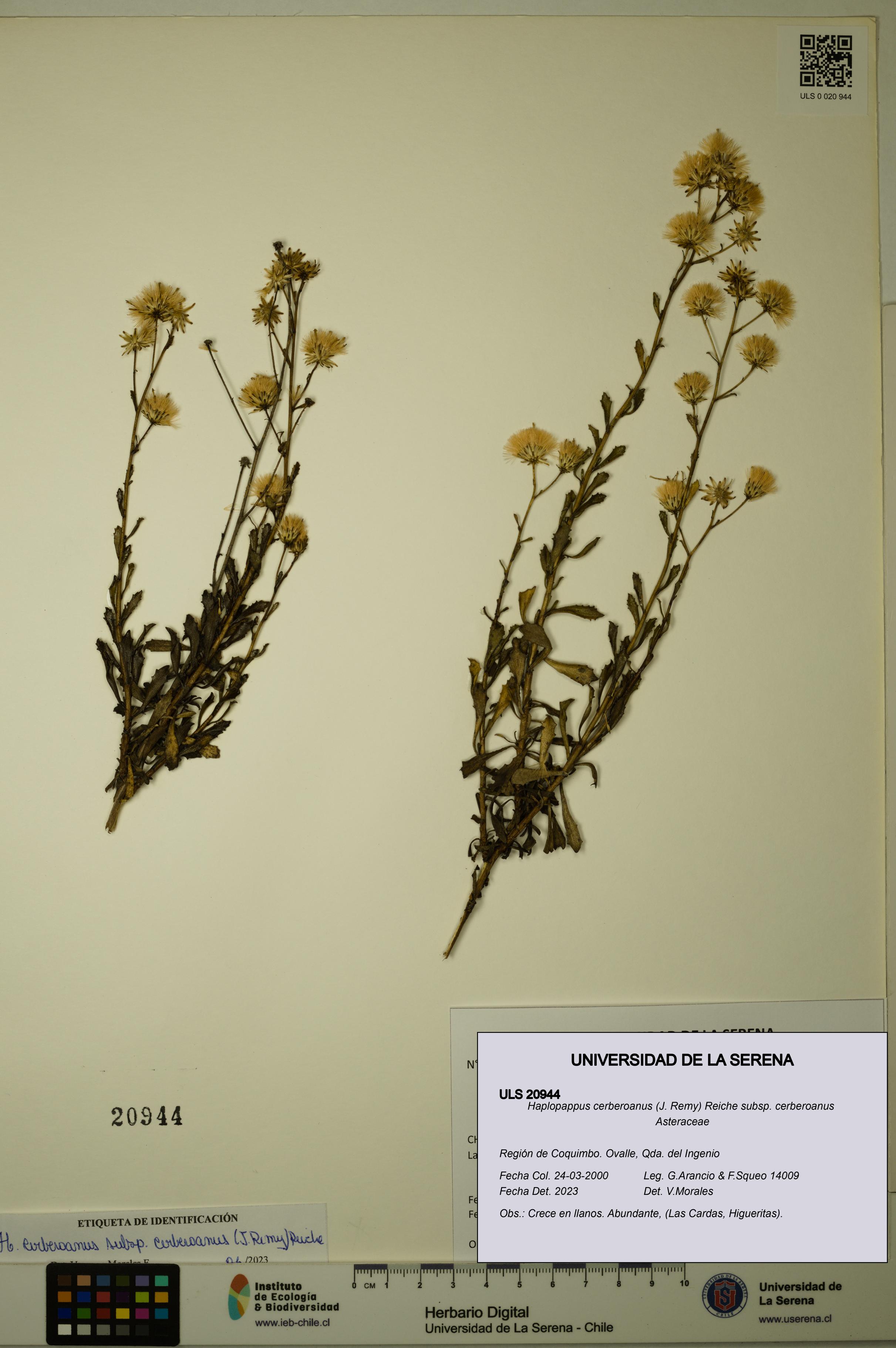 Haplopappus cerberoanus subsp. cerberoanus [Espécimen: ULS:ULS:0020944]