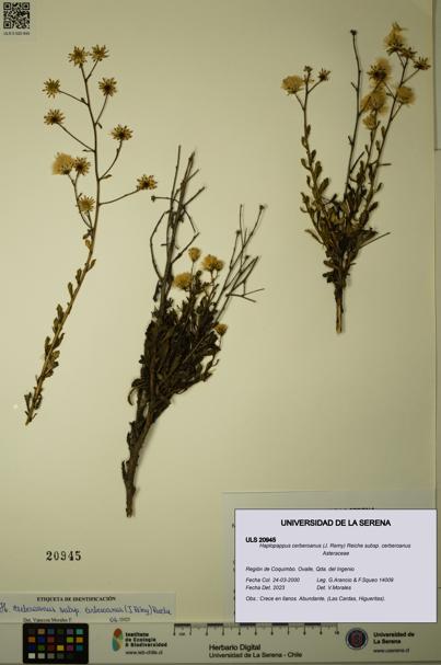 Haplopappus cerberoanus subsp. cerberoanus [Espécimen: ULS:ULS:0020945]