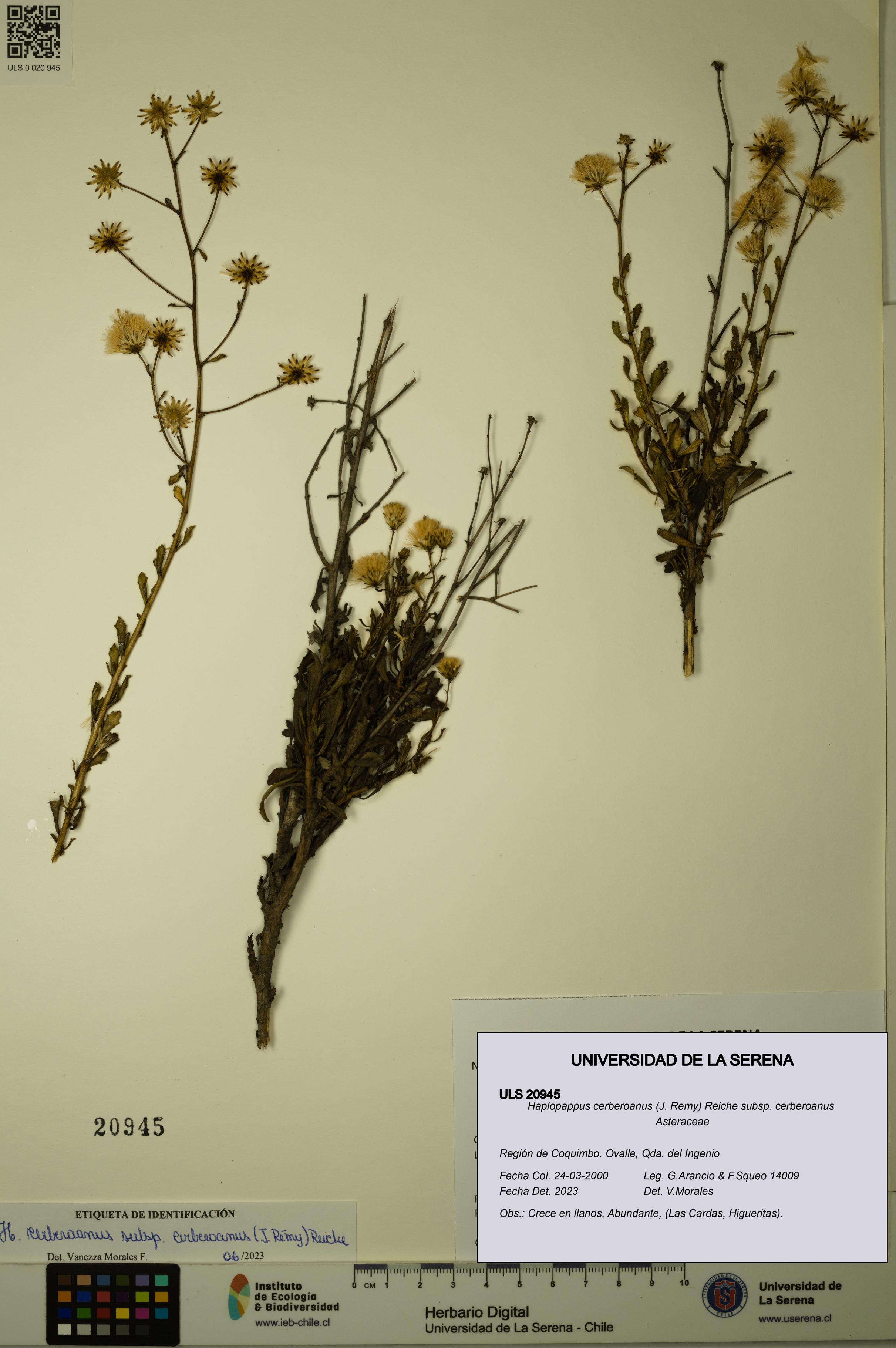 Haplopappus cerberoanus subsp. cerberoanus [Espécimen: ULS:ULS:0020945]