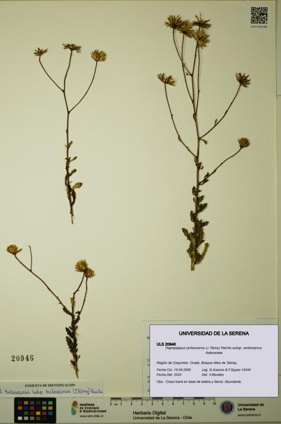 Haplopappus cerberoanus subsp. cerberoanus [Espécimen: ULS:ULS:0020946]