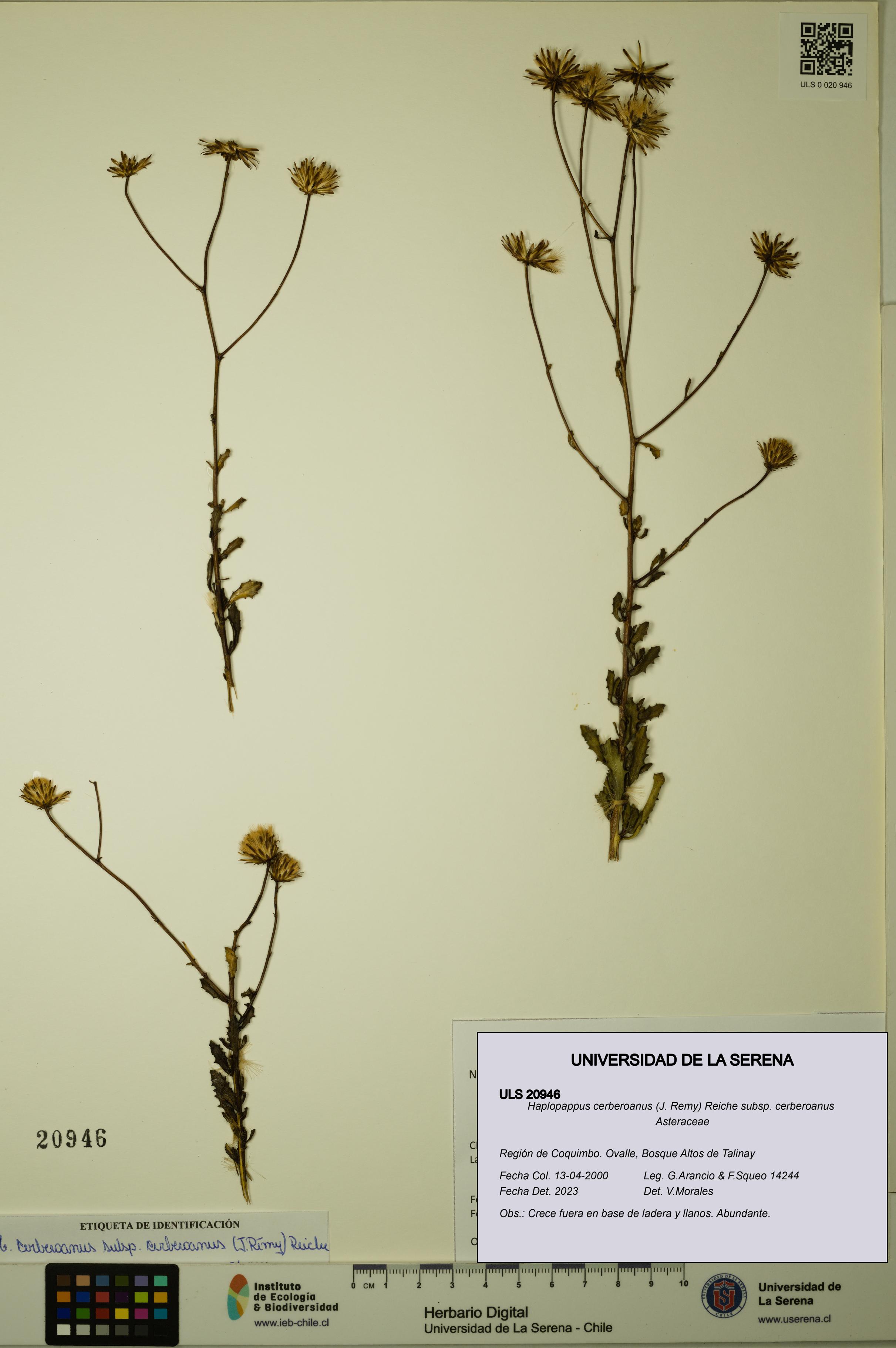 Haplopappus cerberoanus subsp. cerberoanus [Espécimen: ULS:ULS:0020946]