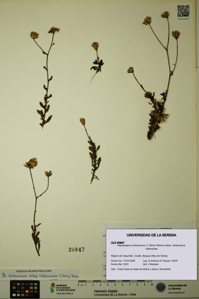 Haplopappus cerberoanus subsp. cerberoanus [Espécimen: ULS:ULS:0020947]