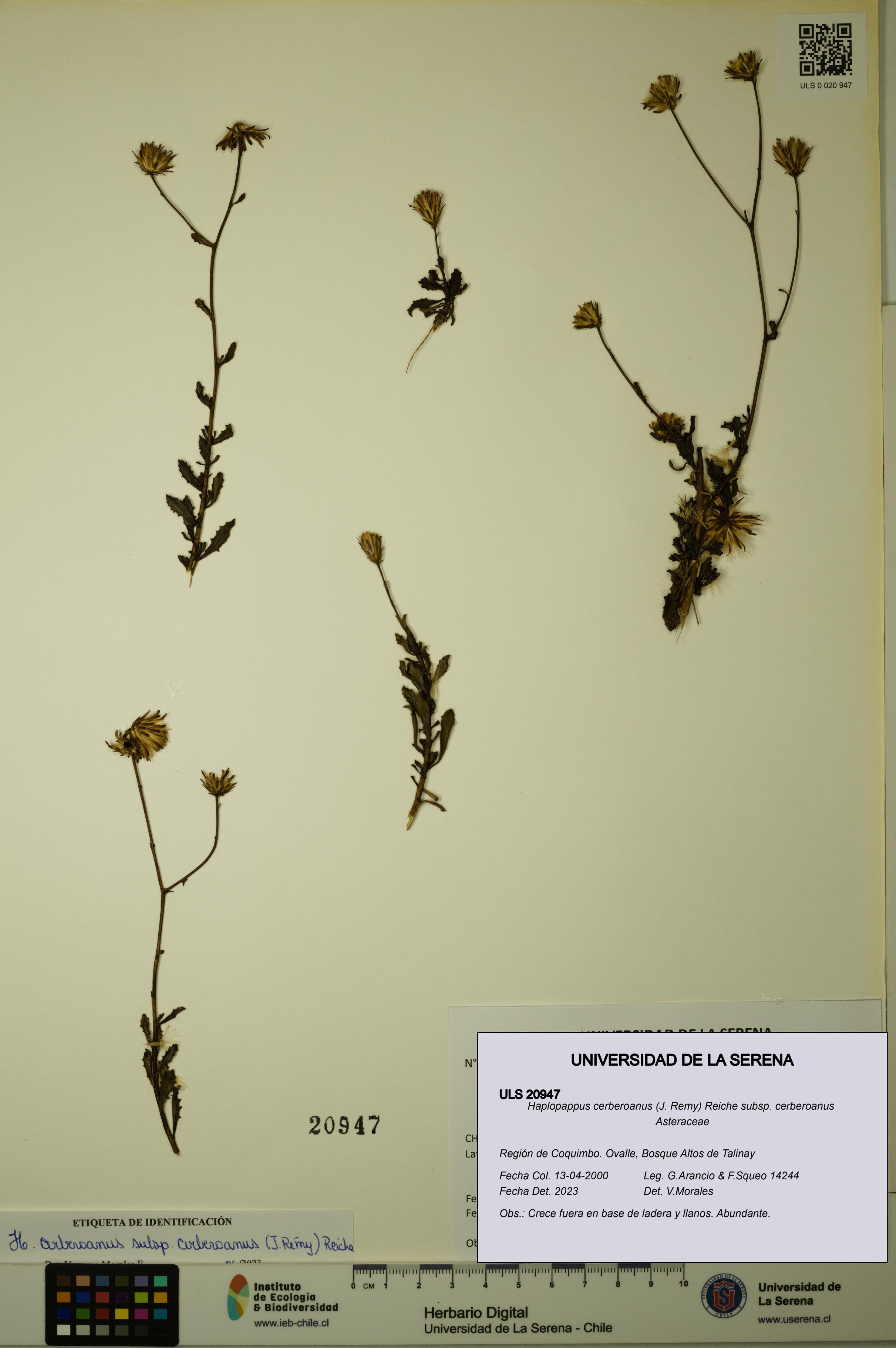 Haplopappus cerberoanus subsp. cerberoanus [Espécimen: ULS:ULS:0020947]