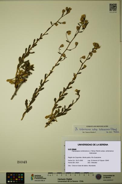 Haplopappus cerberoanus subsp. cerberoanus [Espécimen: ULS:ULS:0020948]