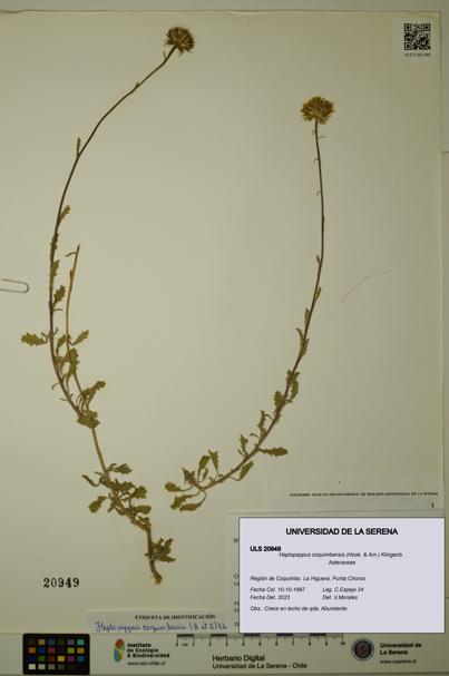 Haplopappus coquimbensis [Espécimen: ULS:ULS:0020949]