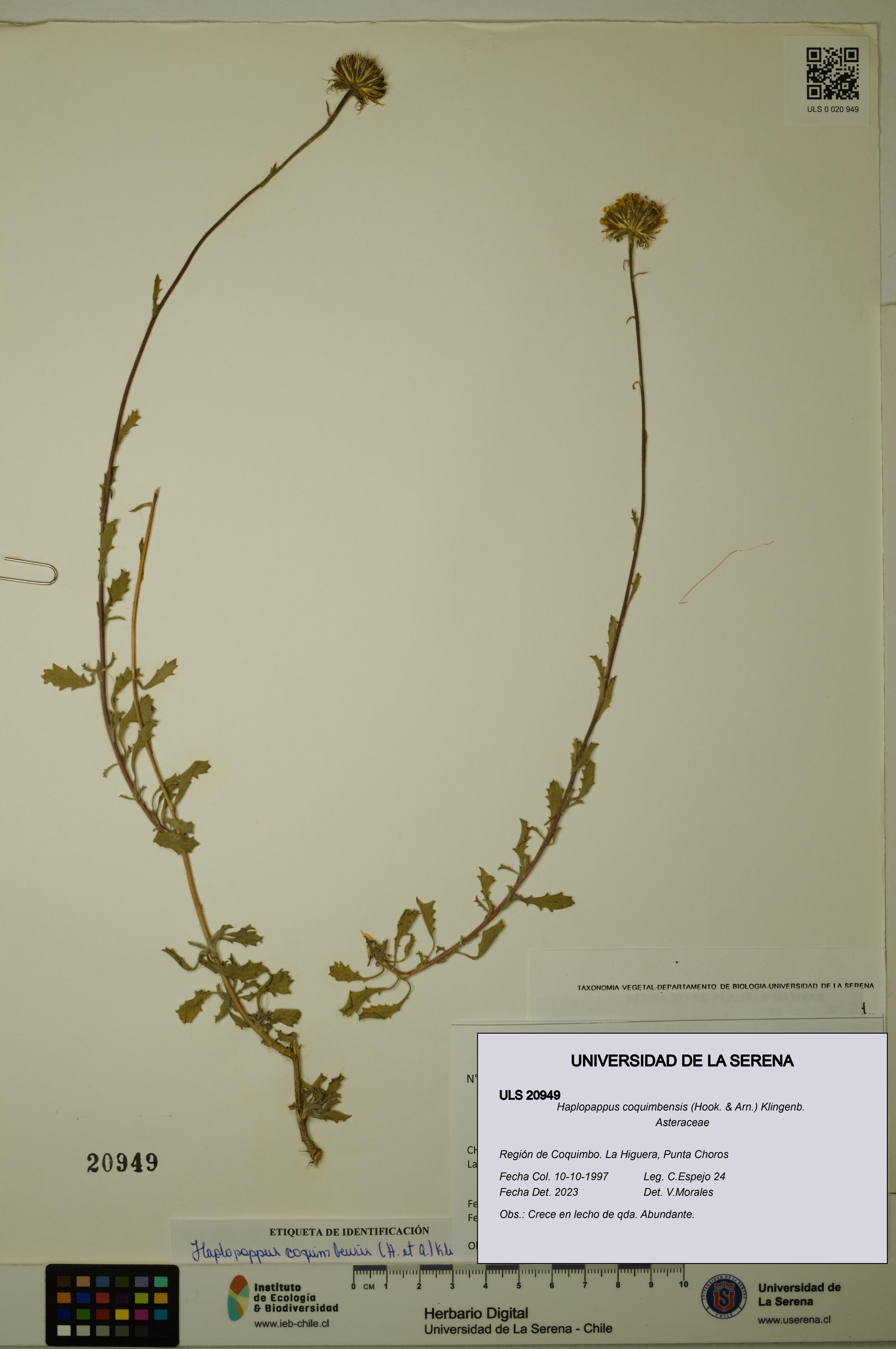 Haplopappus coquimbensis [Espécimen: ULS:ULS:0020949]