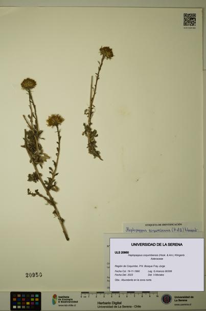 Haplopappus coquimbensis [Espécimen: ULS:ULS:0020950]