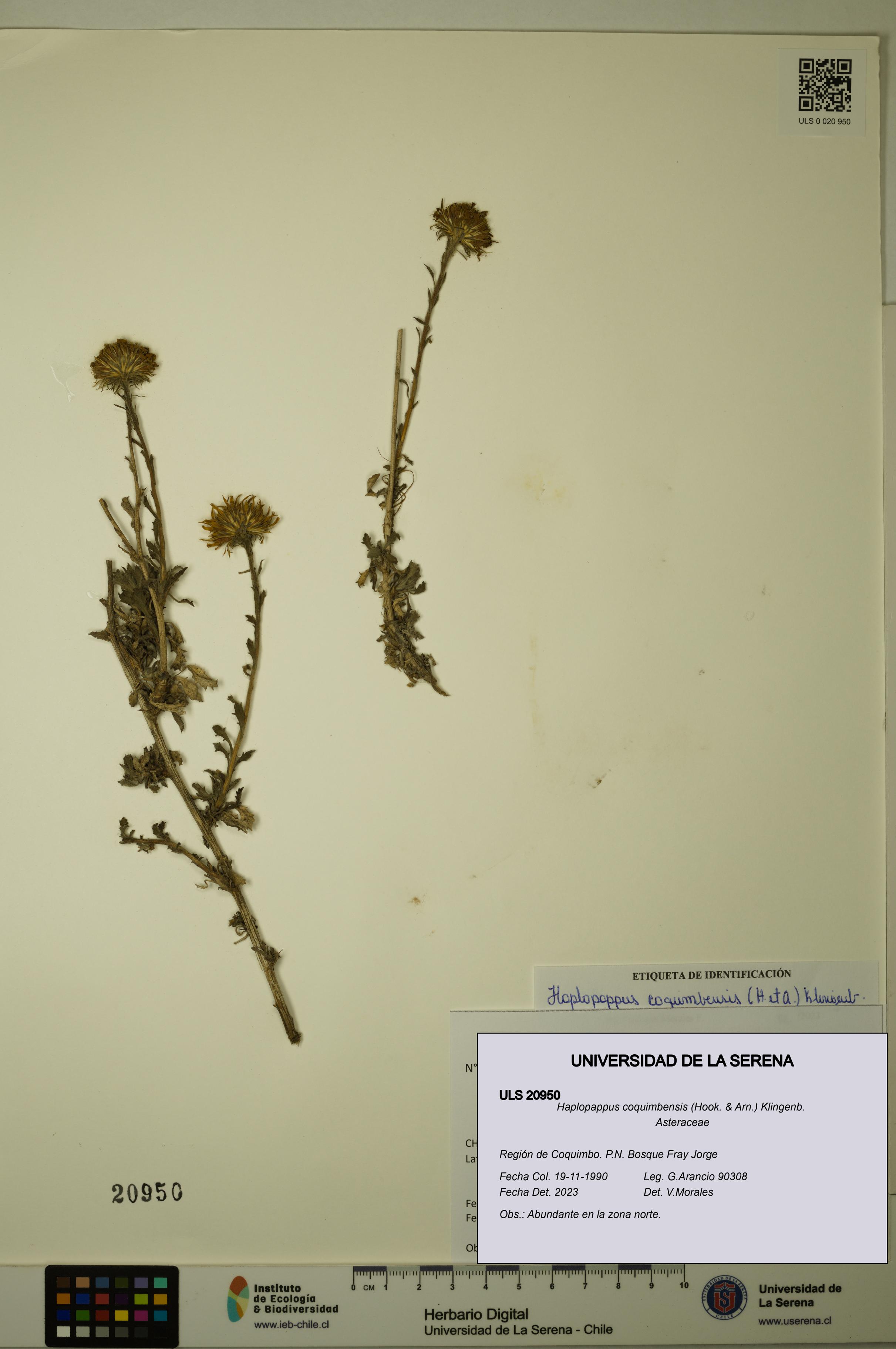 Haplopappus coquimbensis [Espécimen: ULS:ULS:0020950]