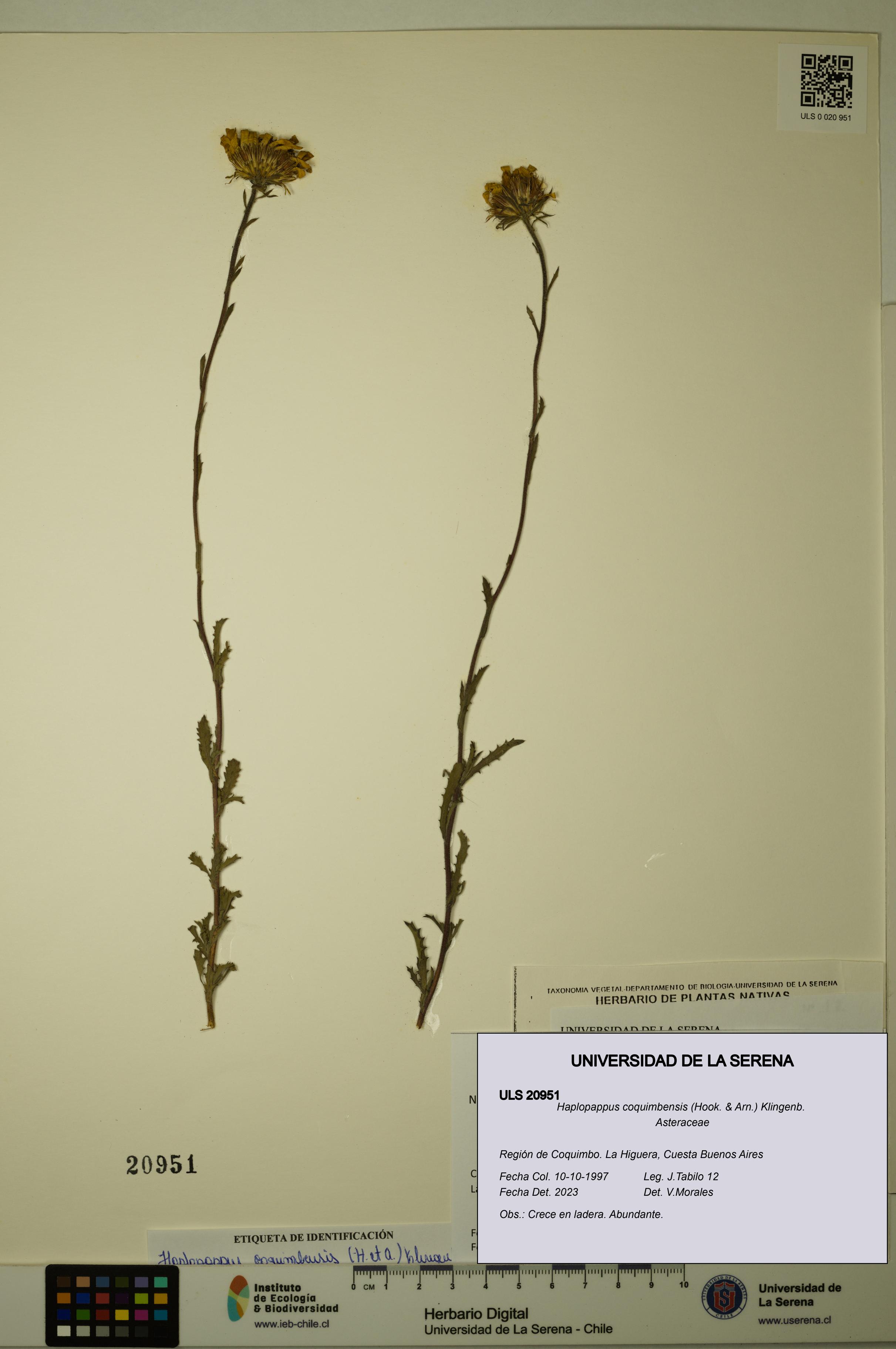 Haplopappus coquimbensis [Espécimen: ULS:ULS:0020951]