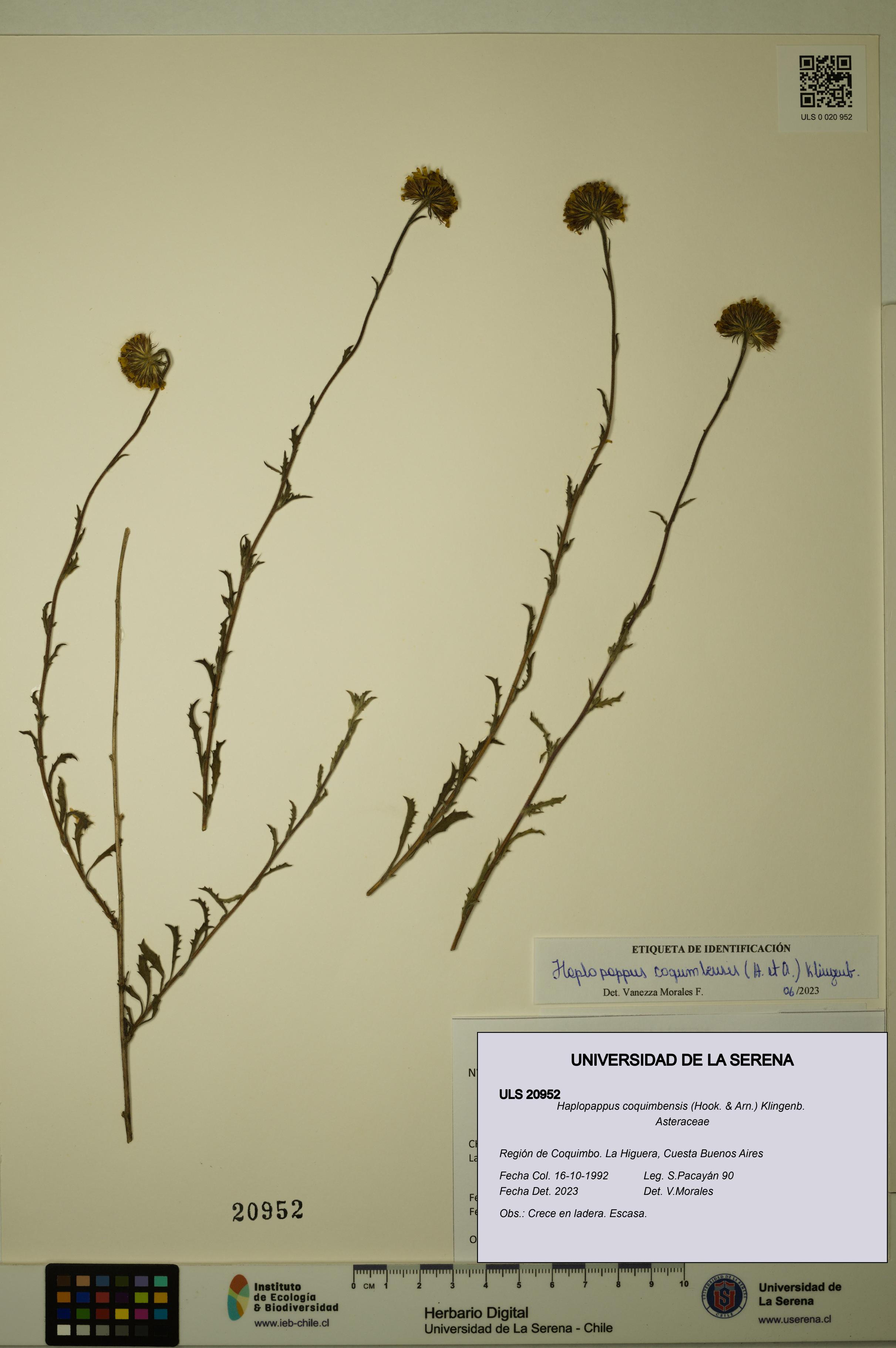 Haplopappus coquimbensis [Espécimen: ULS:ULS:0020952]