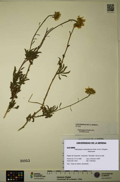 Haplopappus coquimbensis [Espécimen: ULS:ULS:0020953]