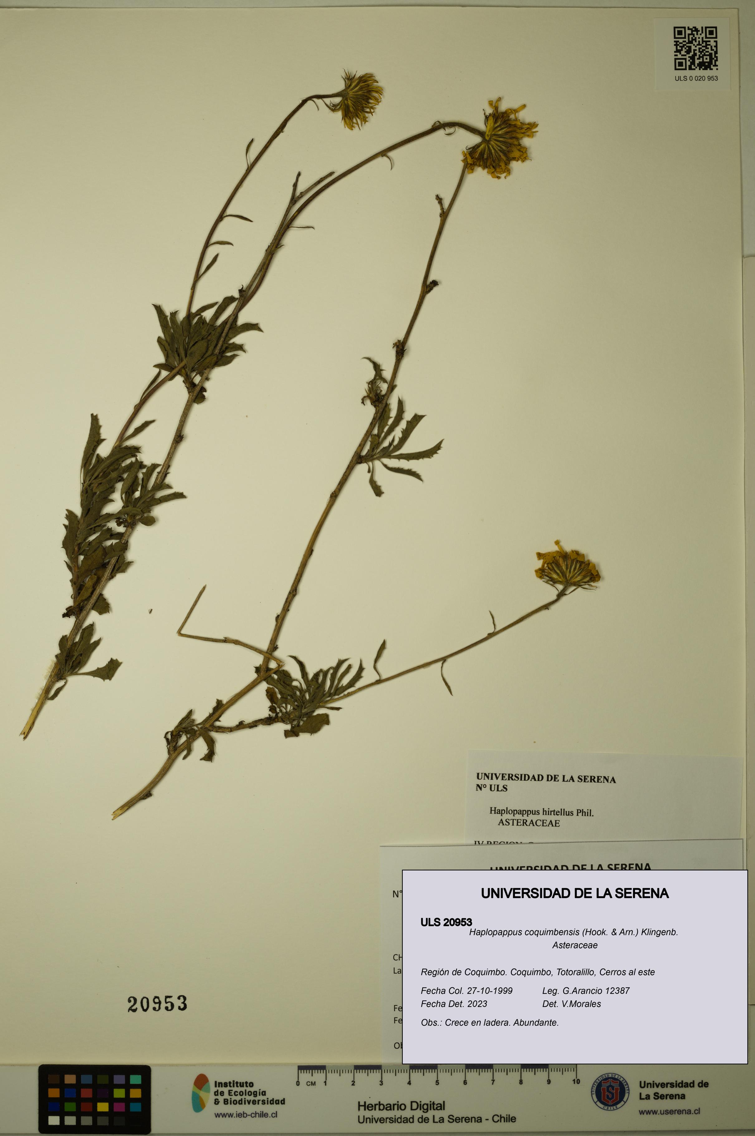 Haplopappus coquimbensis [Espécimen: ULS:ULS:0020953]